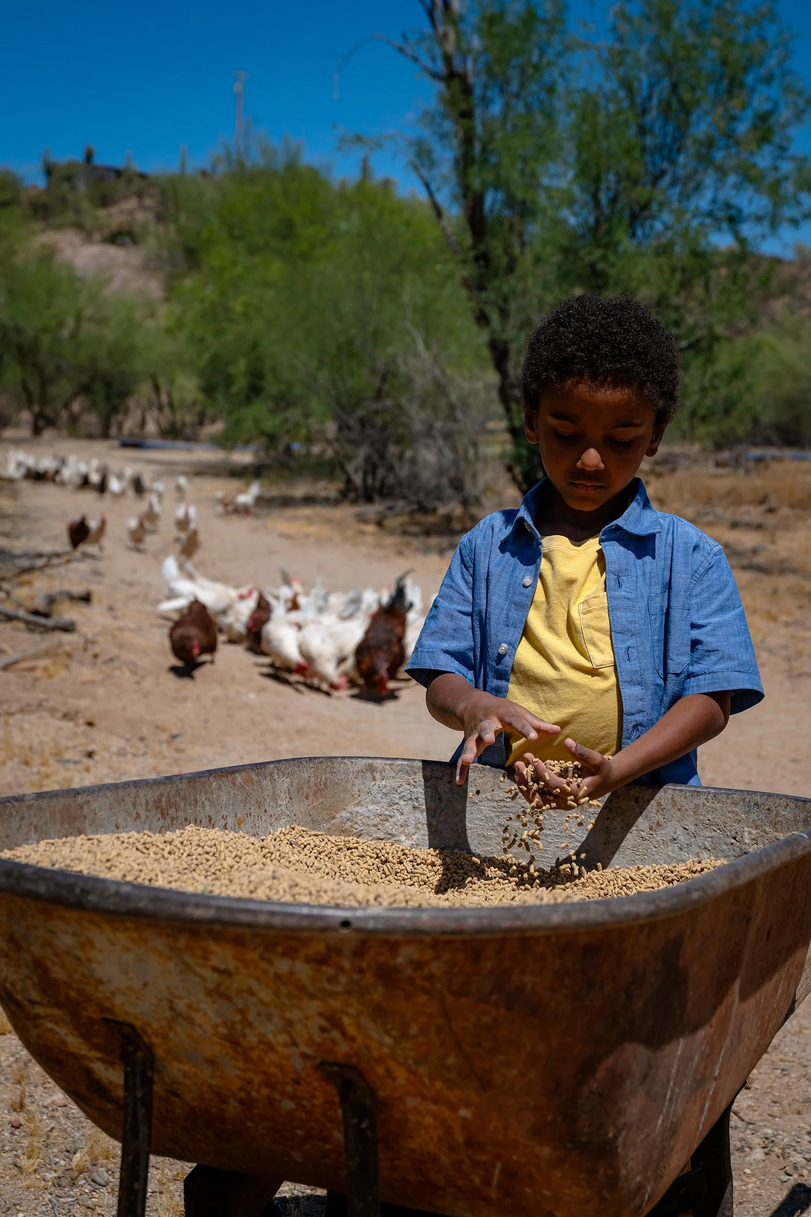 Henrys Egg Farm_web_Jill McNamara Photography_27.JPG