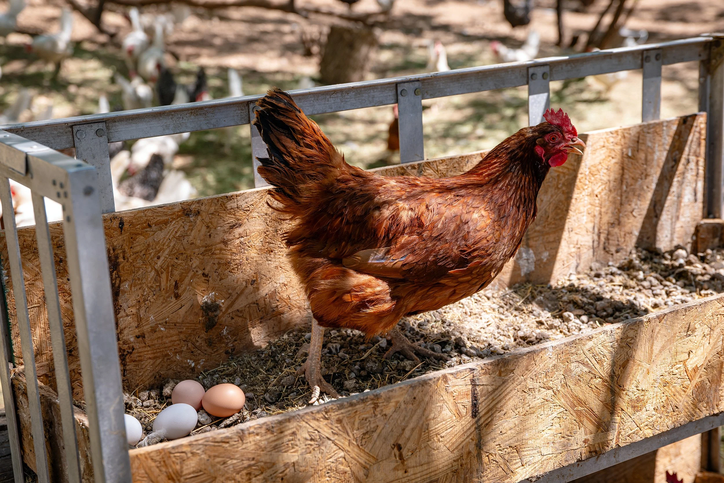 Henrys Egg Farm_web_Jill McNamara Photography_33.JPG