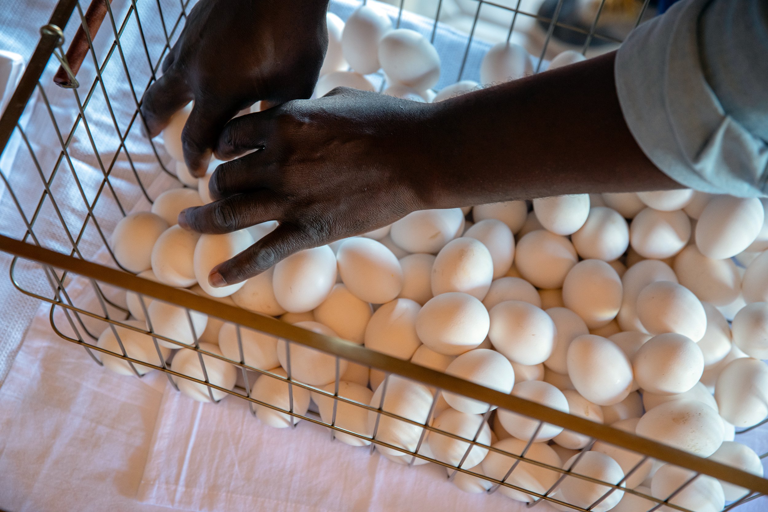 Henrys Egg Farm_web_Jill McNamara Photography_13.JPG