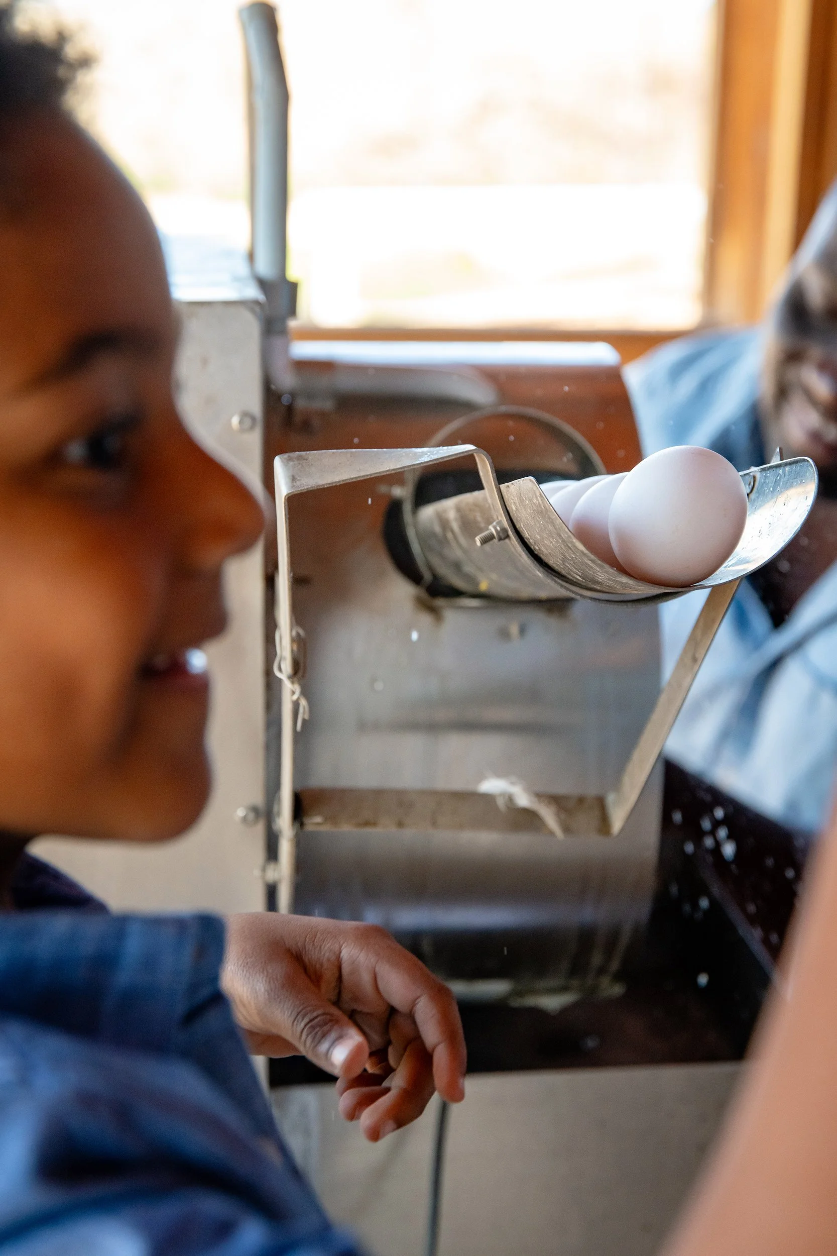 Henrys Egg Farm_web_Jill McNamara Photography_18.JPG