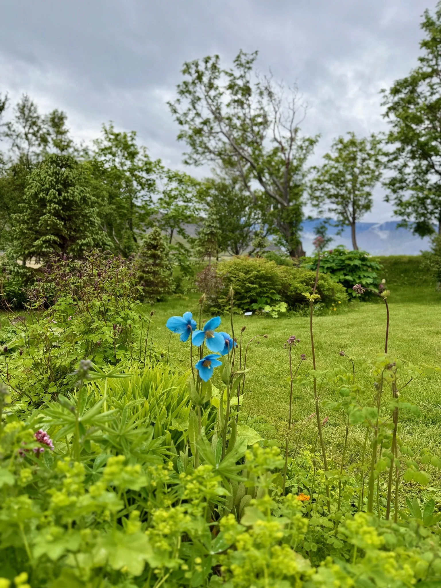 IMG_6266.jpg