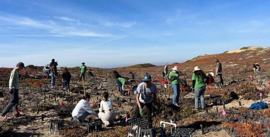 Marina Dunes Preserve Planting Event