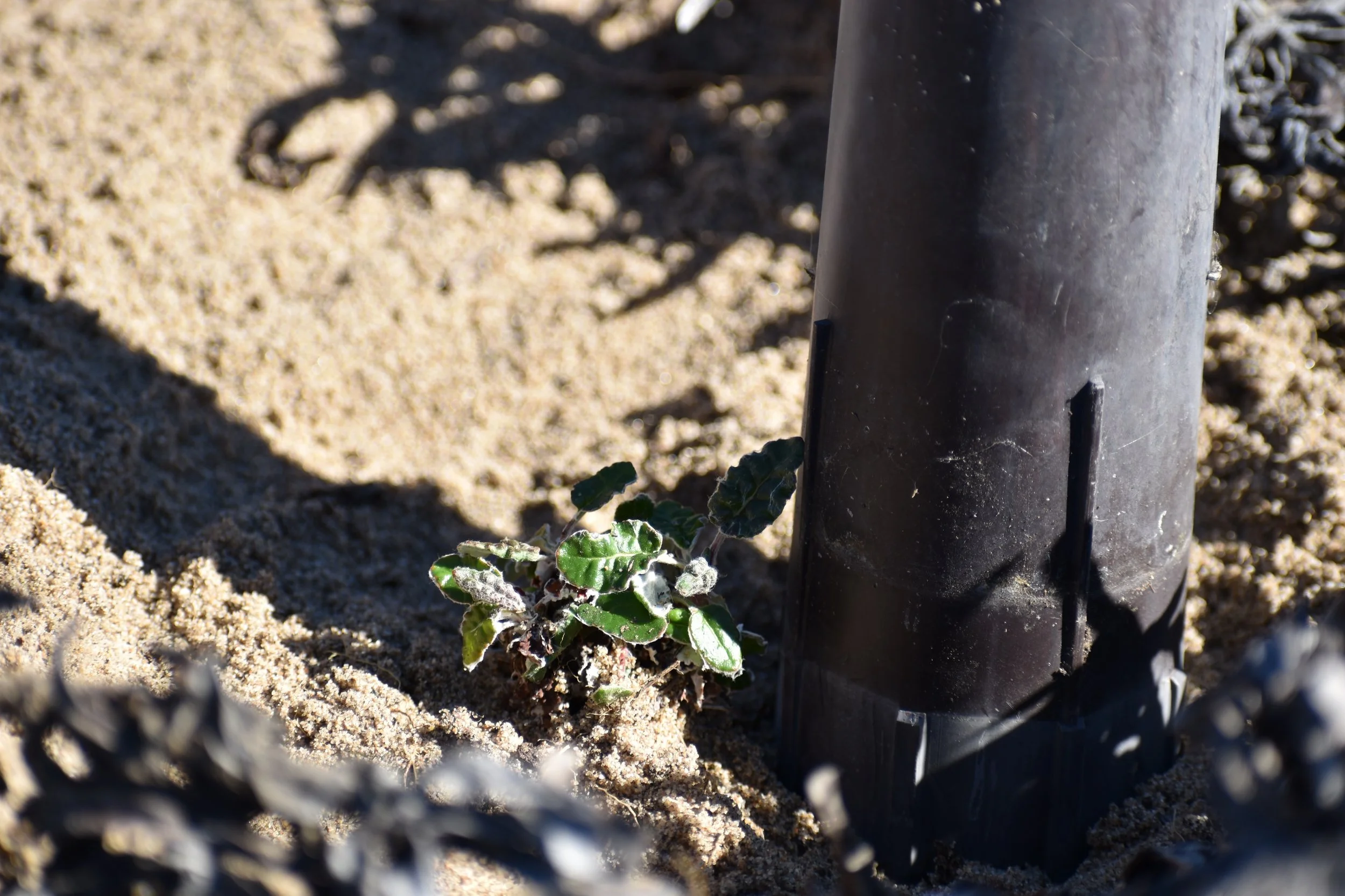 Marina Dunes Preserve Planting Event