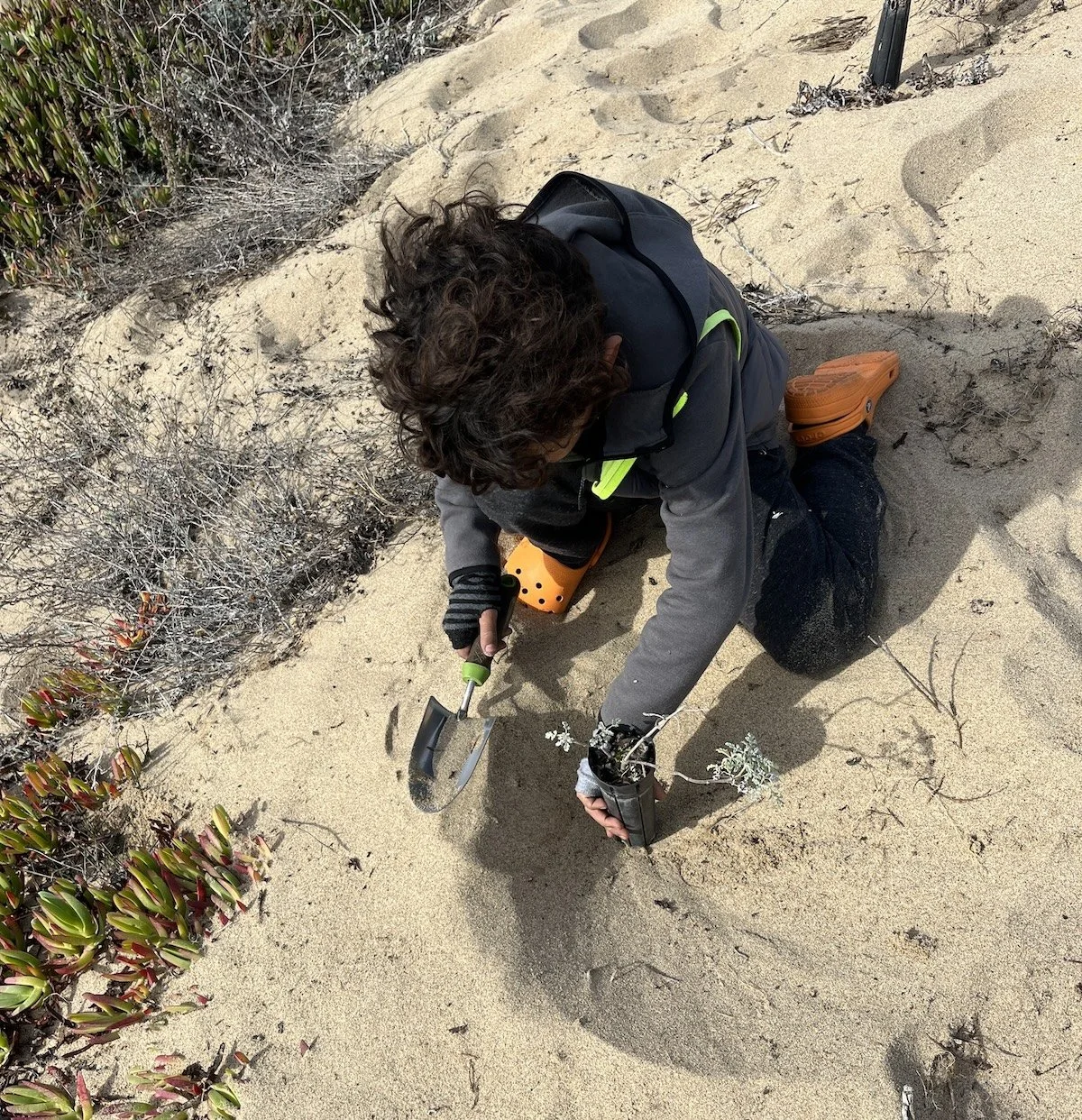 Planting at Zmudowski State Beach with CCWG