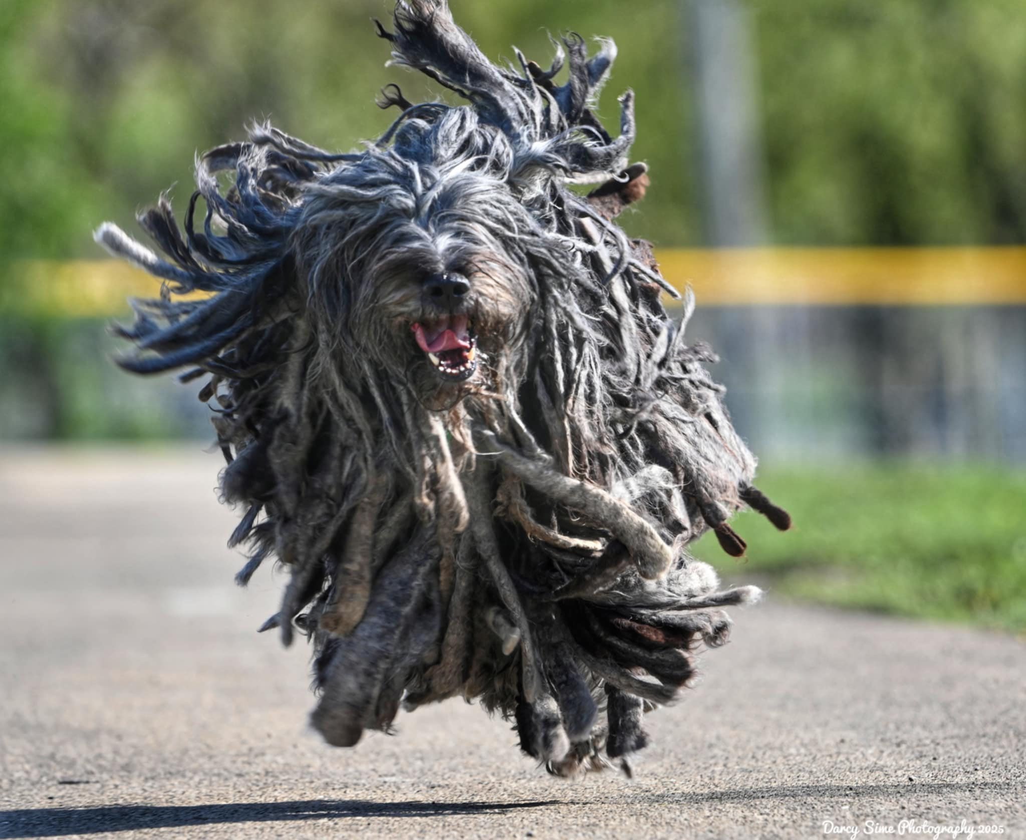 Photo of Hagrid running with his flocks waving
