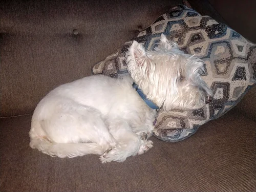 Esko, a West Highland White Terrier, standing alert and looking at the camera