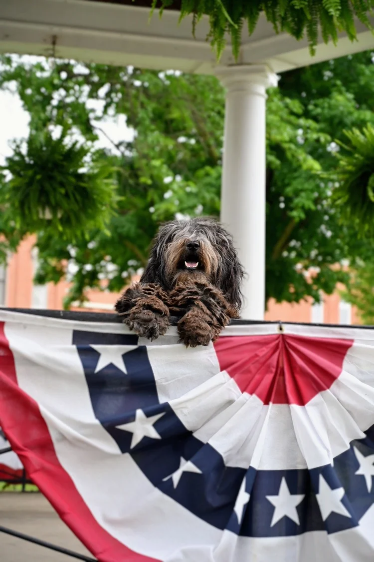 Female Bergamasco Sheepdog looking over a railing