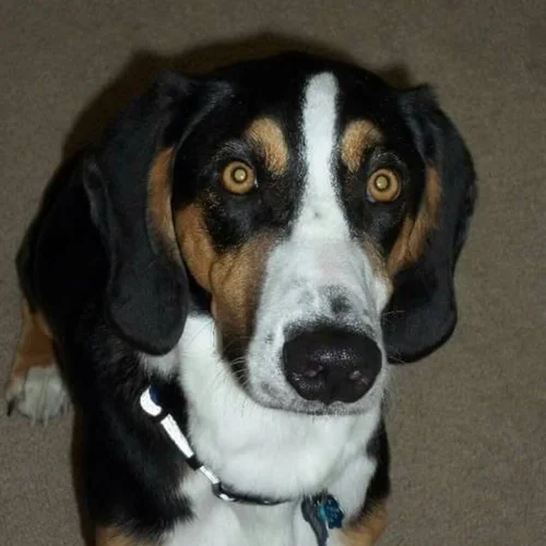 Corgi and Basset Hound mix with short legs and long body