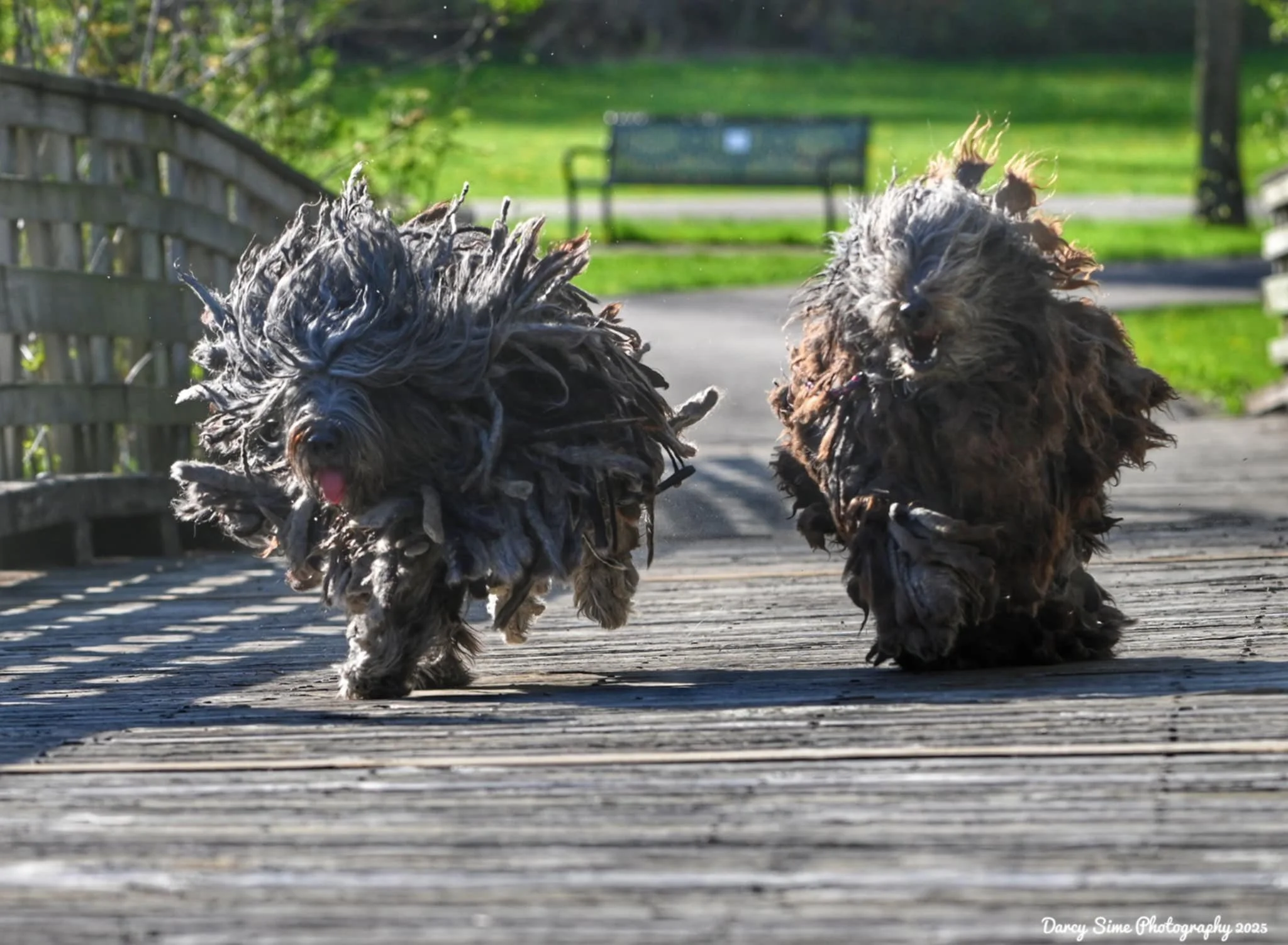 Male and female Bergamascos running