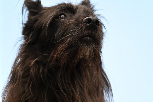 Australian Cattle Dog and Chihuahua mix lounging comfortably