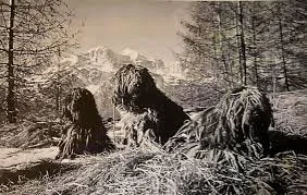 Classic image of 3 bergamasco sheepdogs