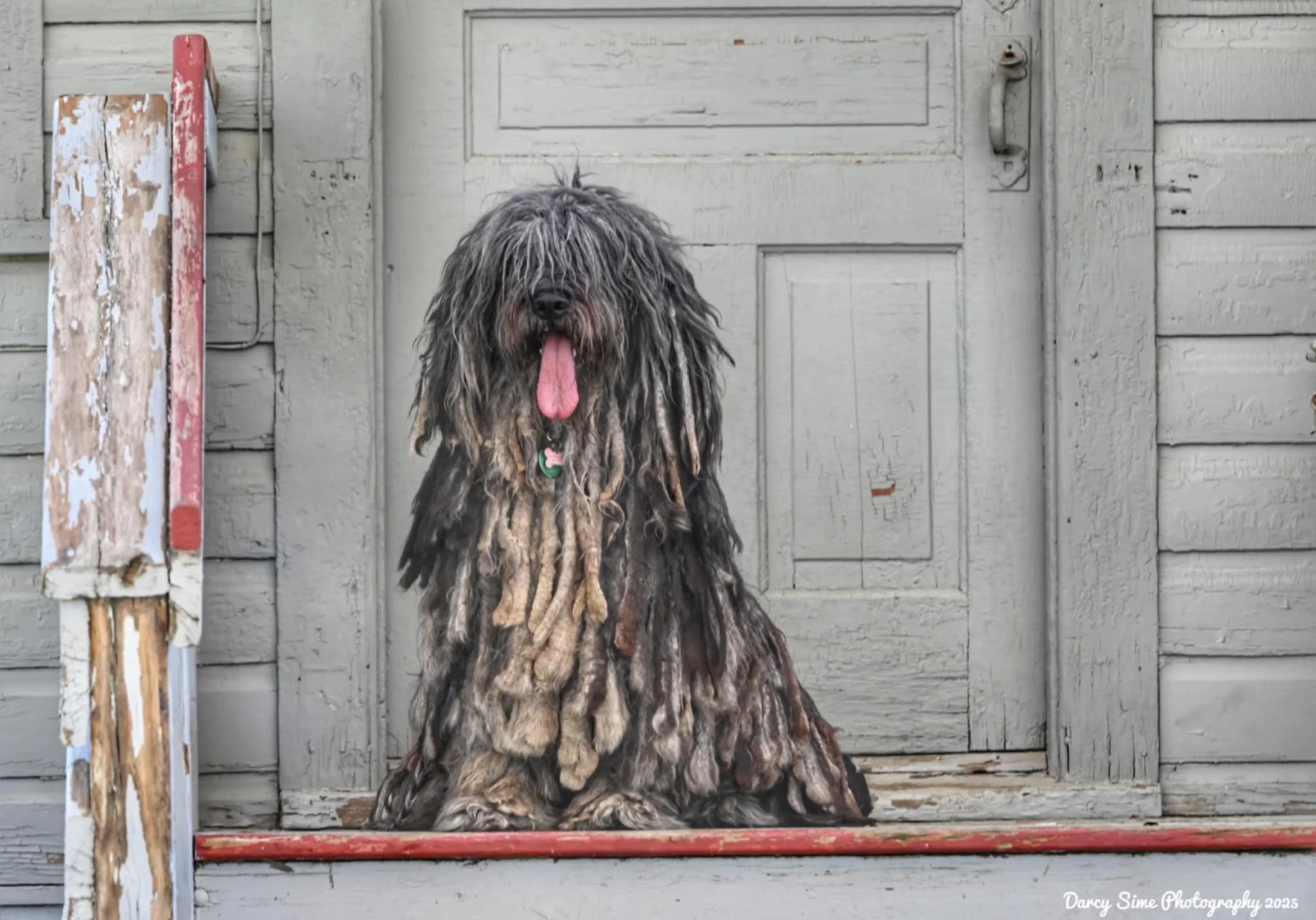 Our male Bergamasco Sheepdog with a mature flocked coat
