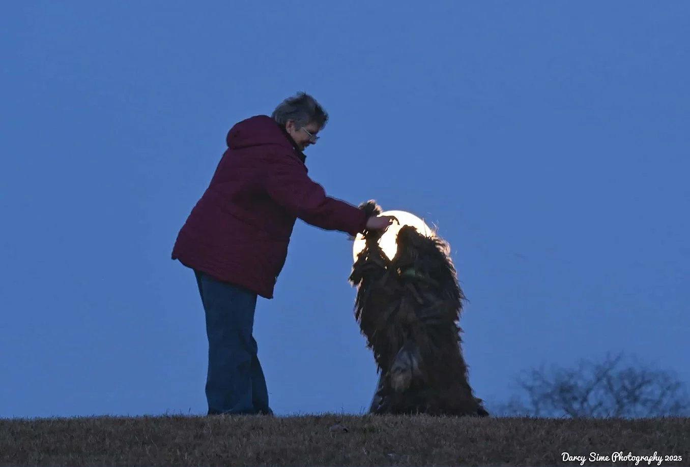 Portrait of our female Bergamasco Sheepdog Maxime
