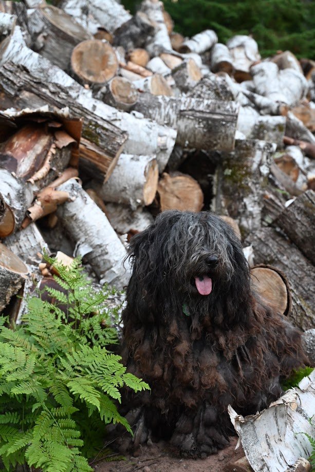 Our female Bergamasco Sheepdog with her flocked coat