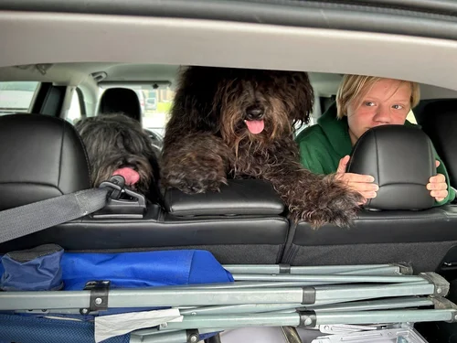 Bergamasco Sheepdogs in car for family trip