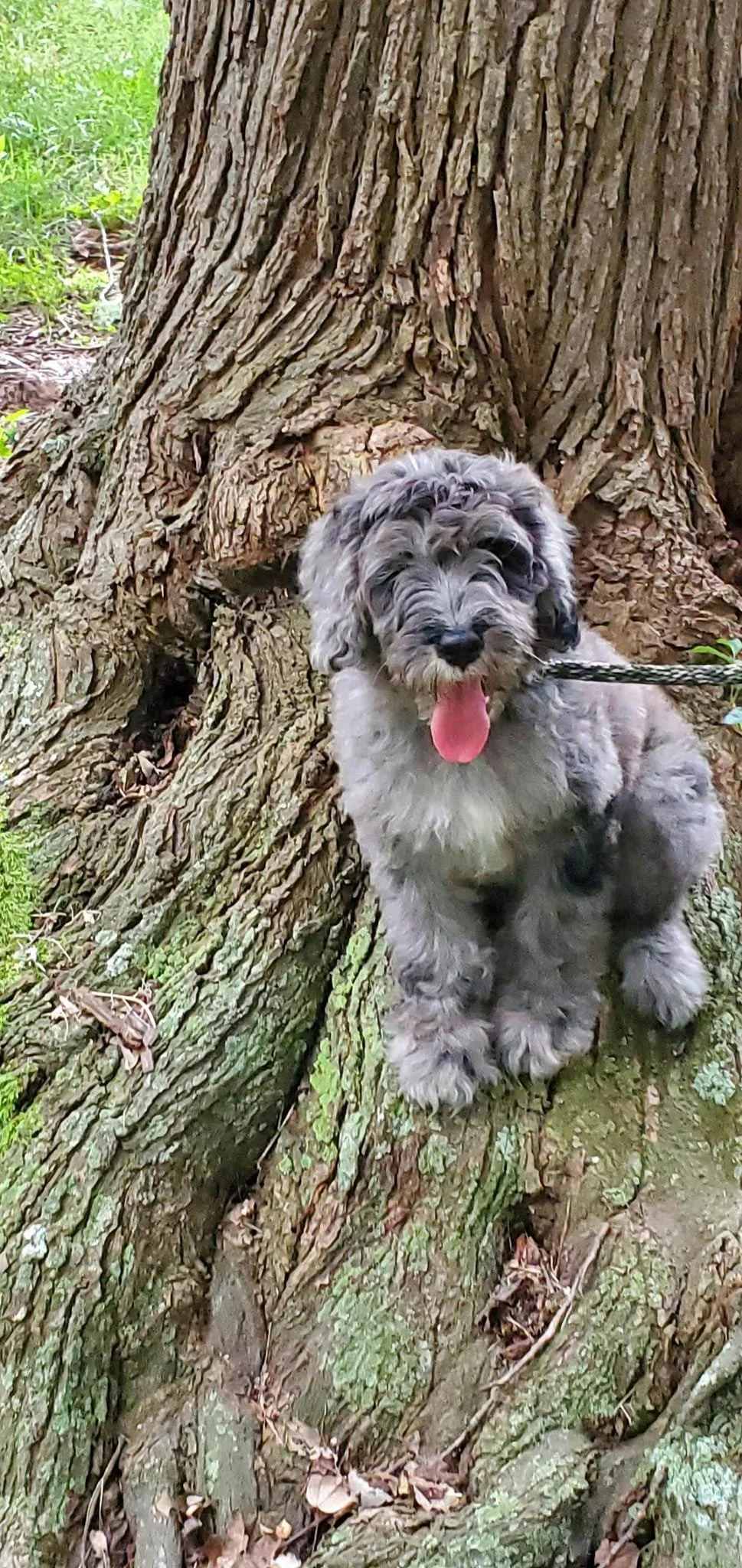 Bergamasco Puppy by a tree