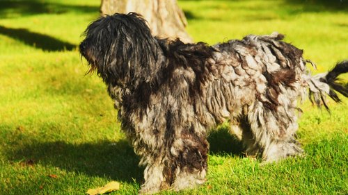 Male Bergamasco Sheepdog with a mature flocked coat