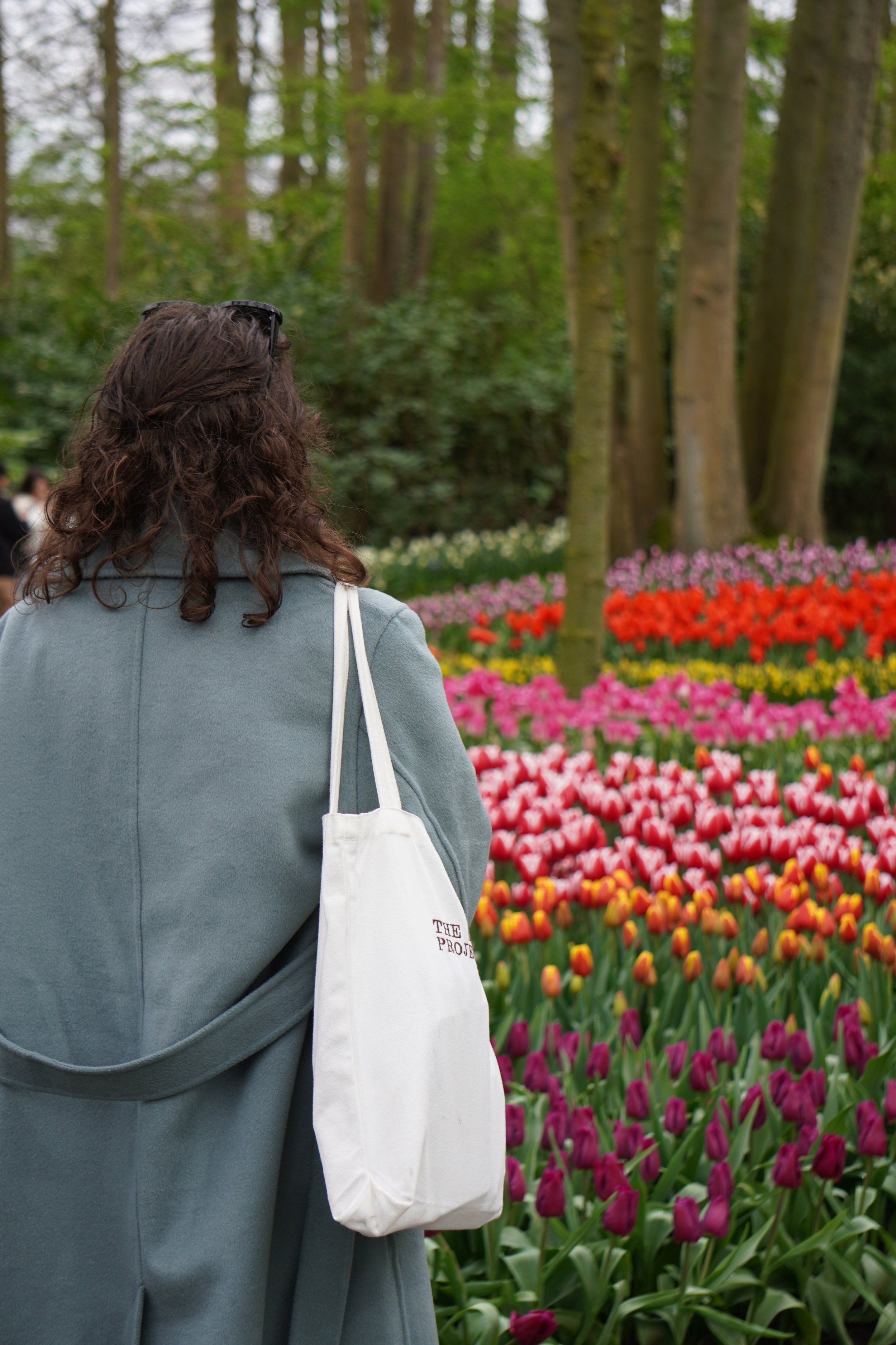 Tulip Festival in the Netherlands