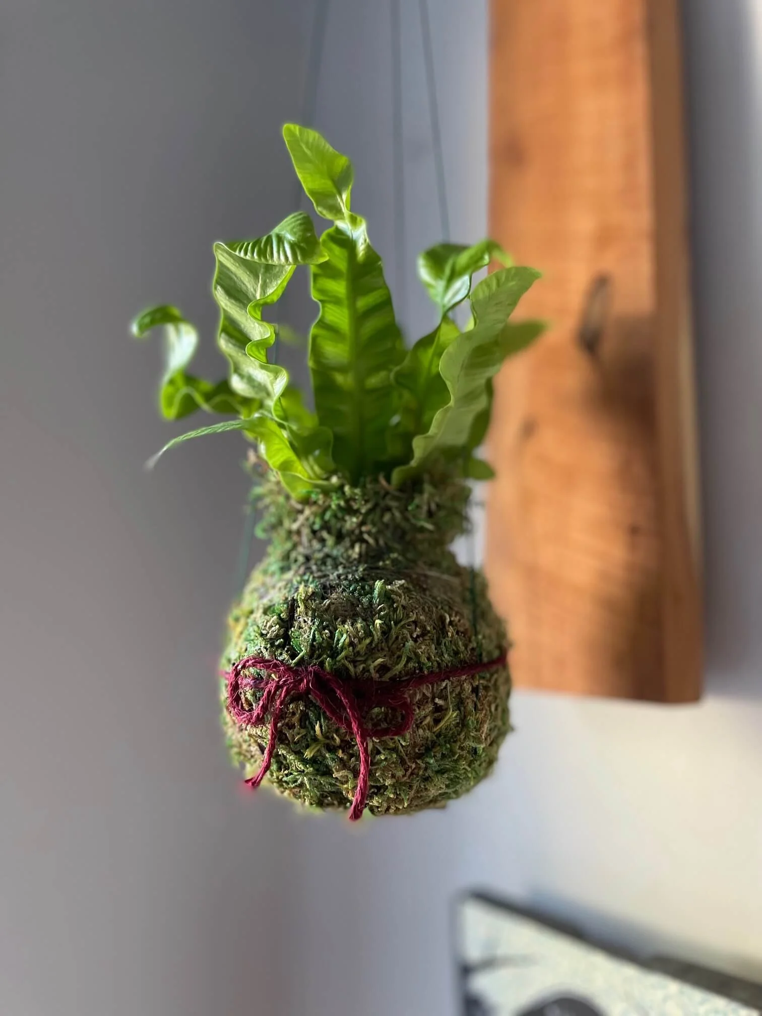 Kokedama Workshop and Purchase Wine from Cellar Dog