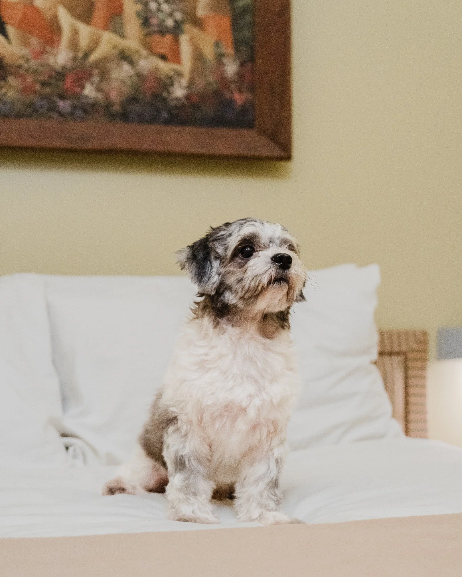 Hospitality with heart &ndash; and room for your furry companions. 

At Sabangan Beach Resort, we welcome every member of your family with open arms and wagging tails. 🐾✨

Make the most of your stay with these exclusive online offers:
💜 Two is Bett