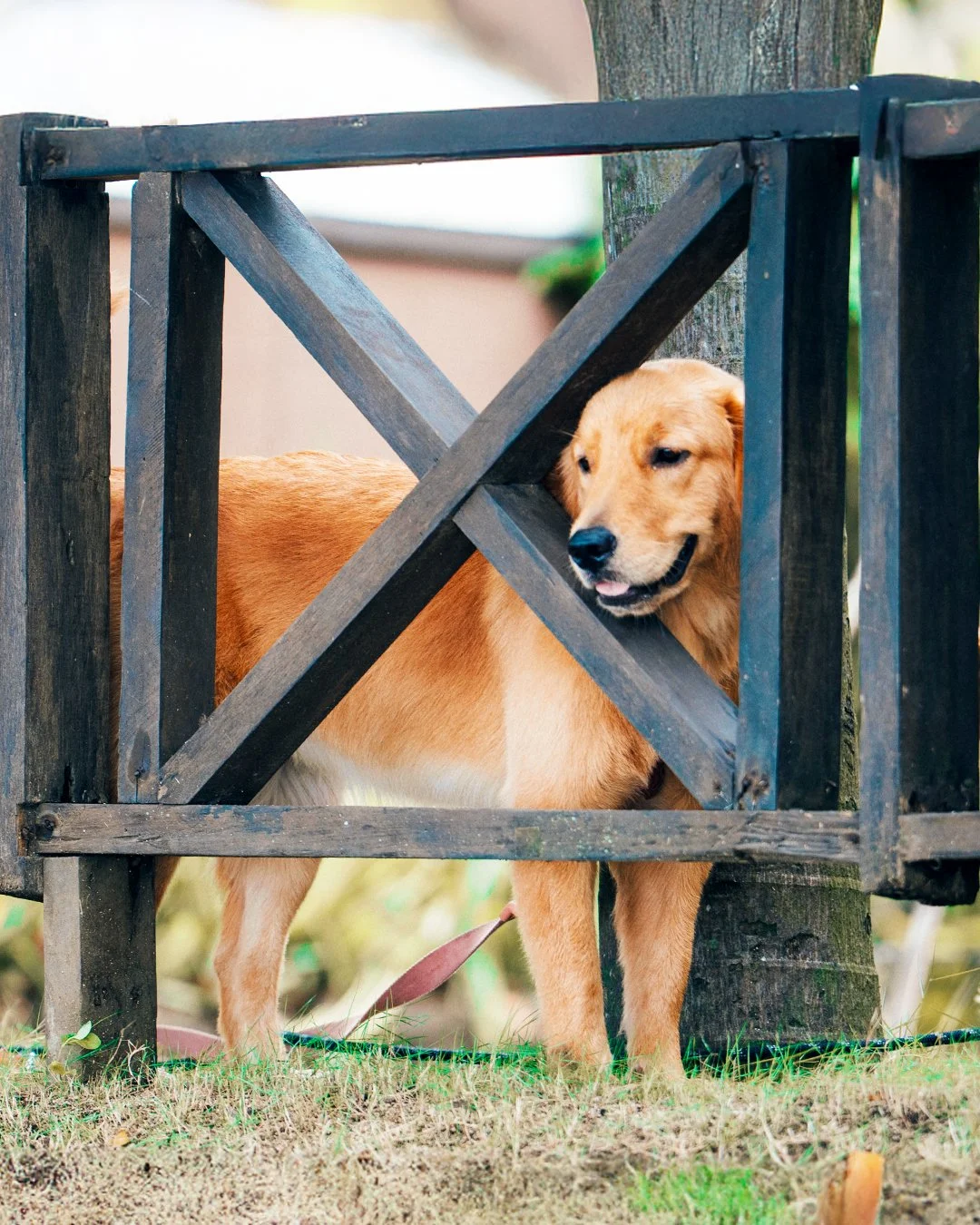 Pets bring joy to every stay at Sabangan, and now it&rsquo;s our turn to give that joy back. Together with Pawssion, we&rsquo;re preparing something meaningful for tails, families, and the community.

Stay tuned for updates!

#SabanganBeachResort #Ta