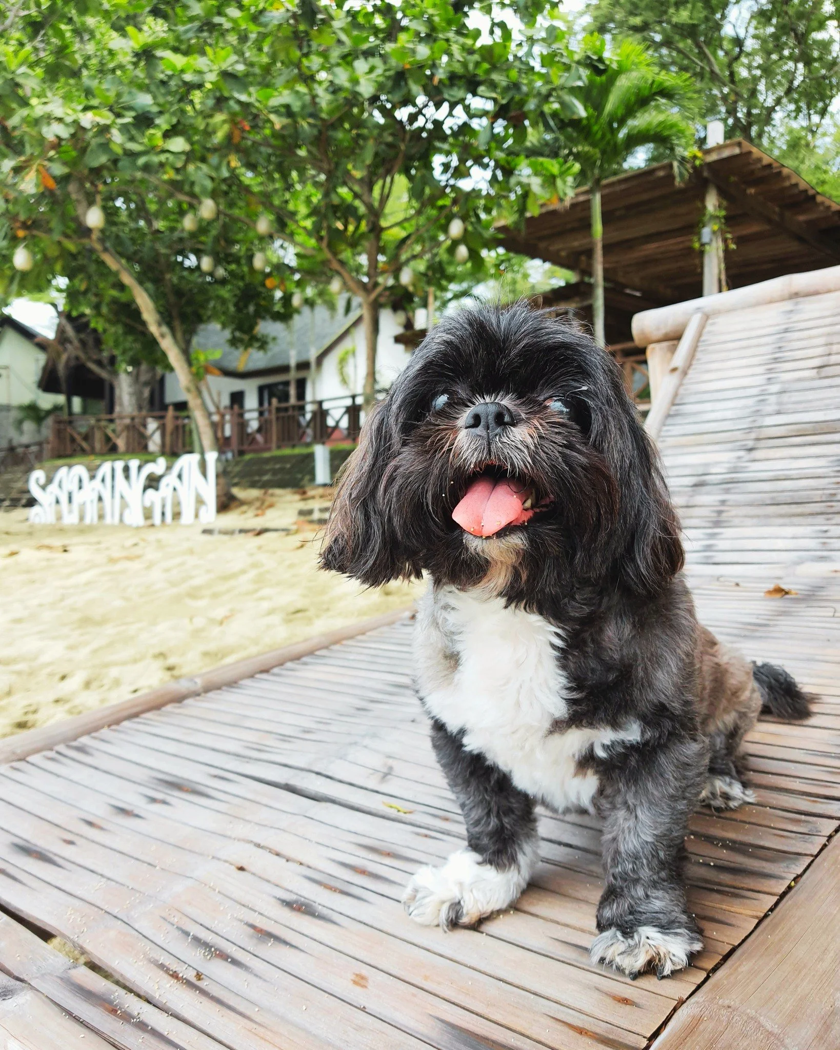 A getaway feels more complete when no one is left behind.

At Sabangan, your furbabies are part of the journey&mdash;running on the sand, enjoying the breeze, and simply being where their family is. 🧡🐾

Because they deserve the break too.

📍Pet-fr