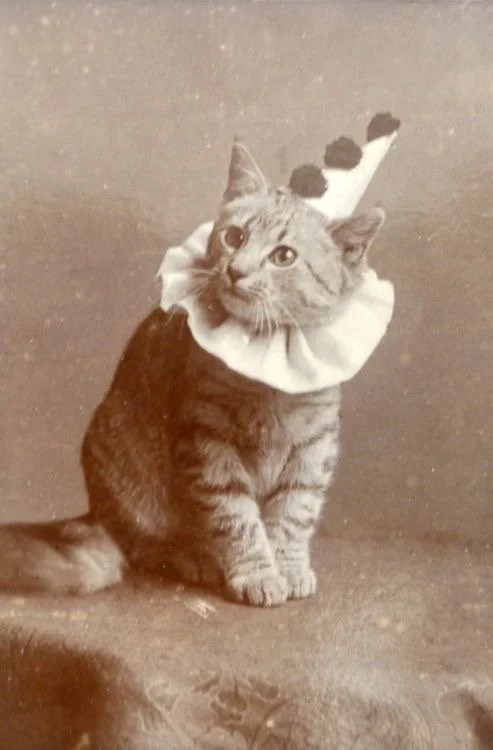cat in pierrot clown costume