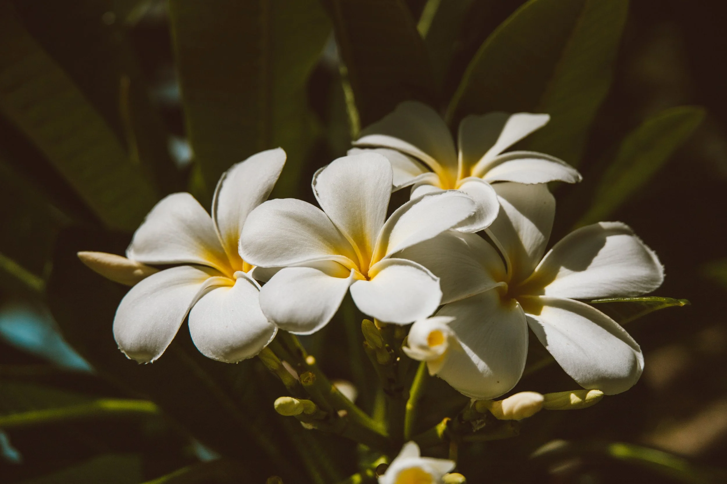 White Flowers.jpg