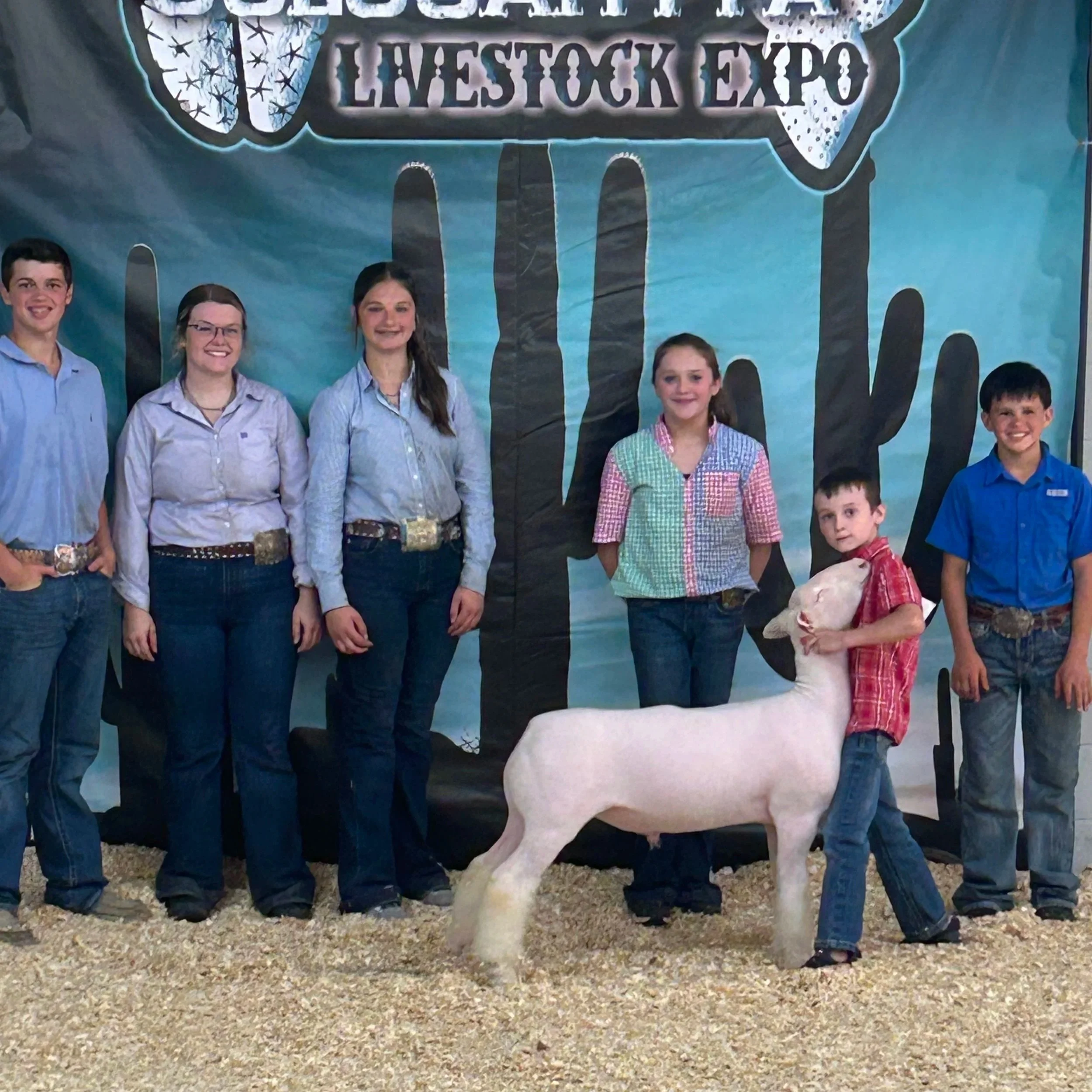 Champion Dorset - Cologah FFA Livestock Expo - Jones Barton