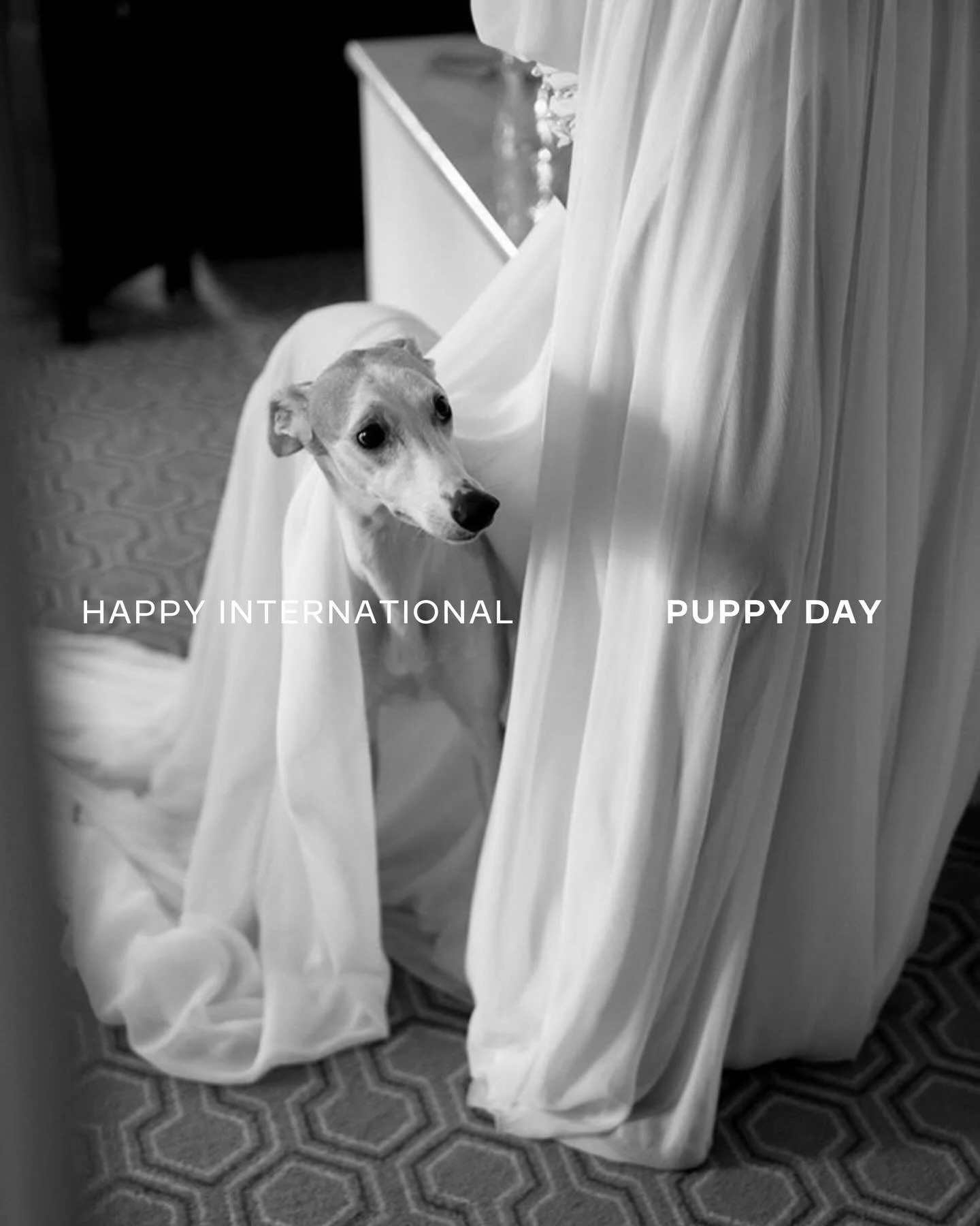 Puppies at weddings? Yes, please! 😍

Whether they&rsquo;re walking down the aisle, stealing the first look, or just showing up for the treats, pups are officially VIPs on wedding day.

Turns out, 81% of pet parents want their pups included, but only