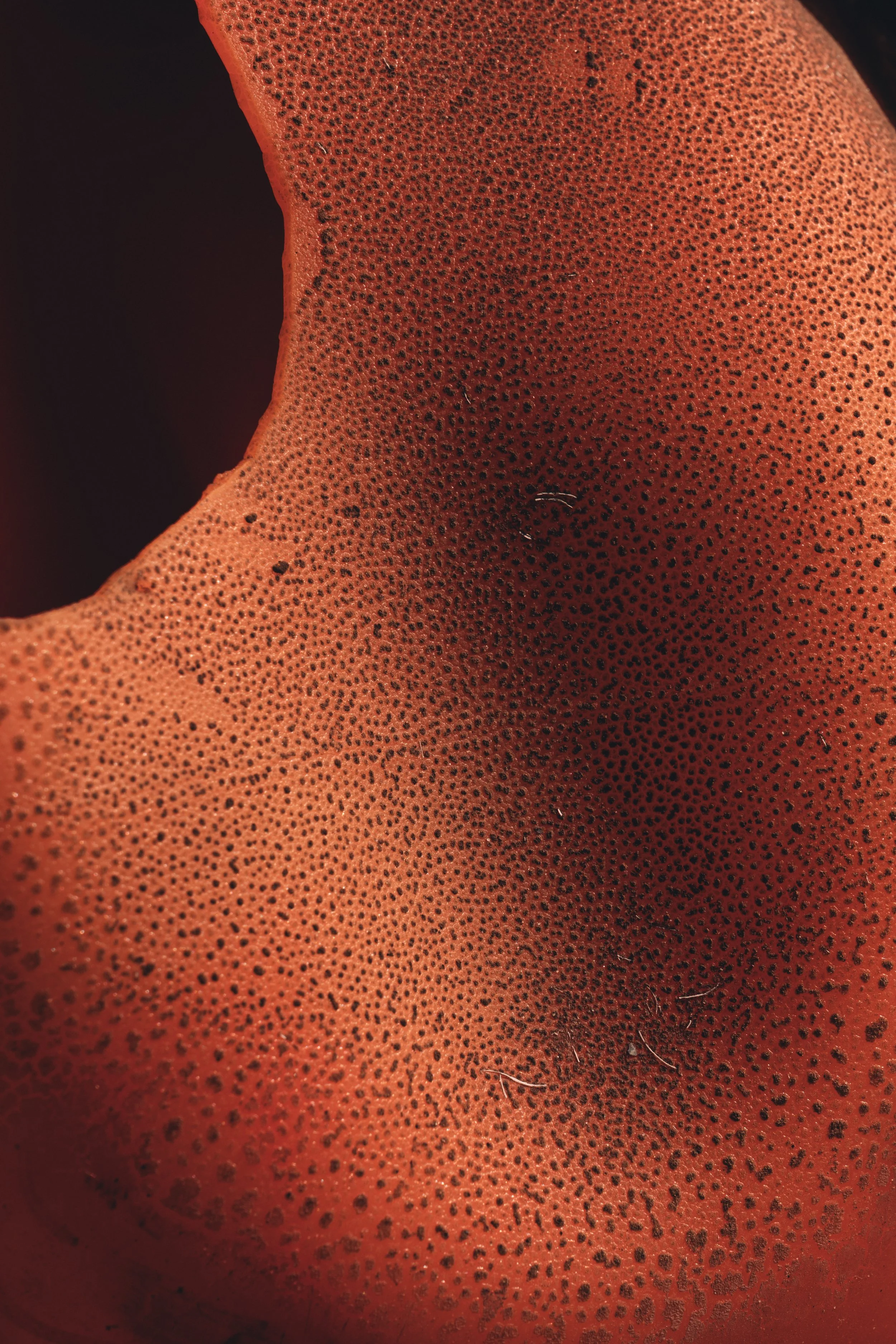 _SD06541.jpg