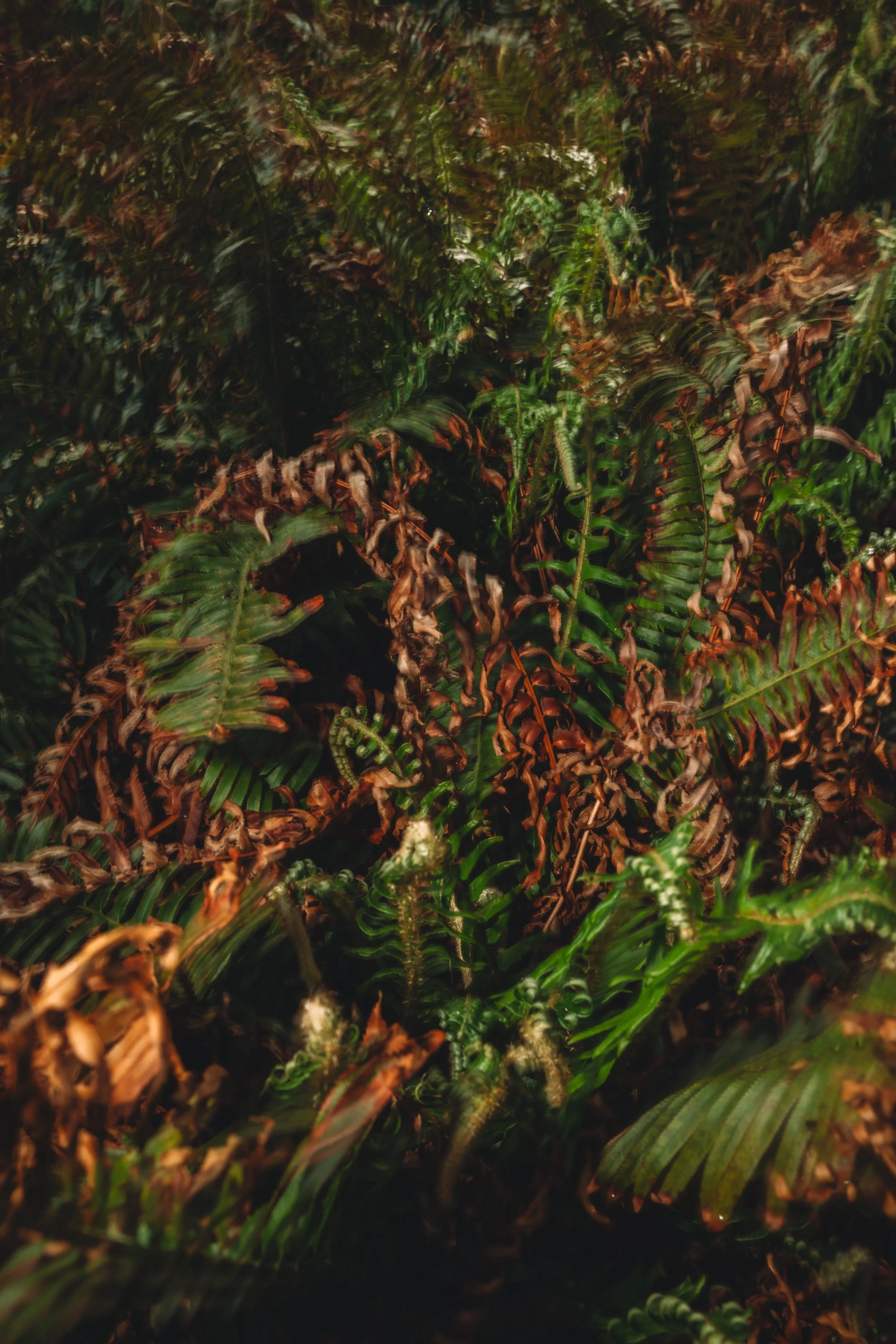 _SD06243.jpg
