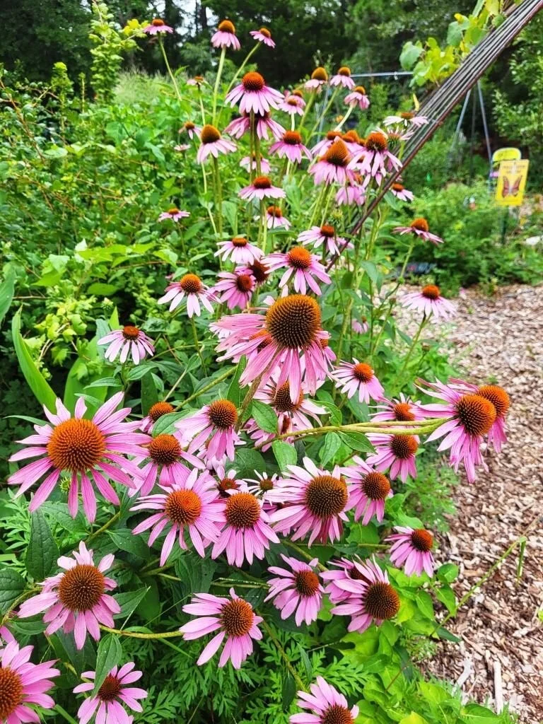 coneflowers-C-rotated.jpg