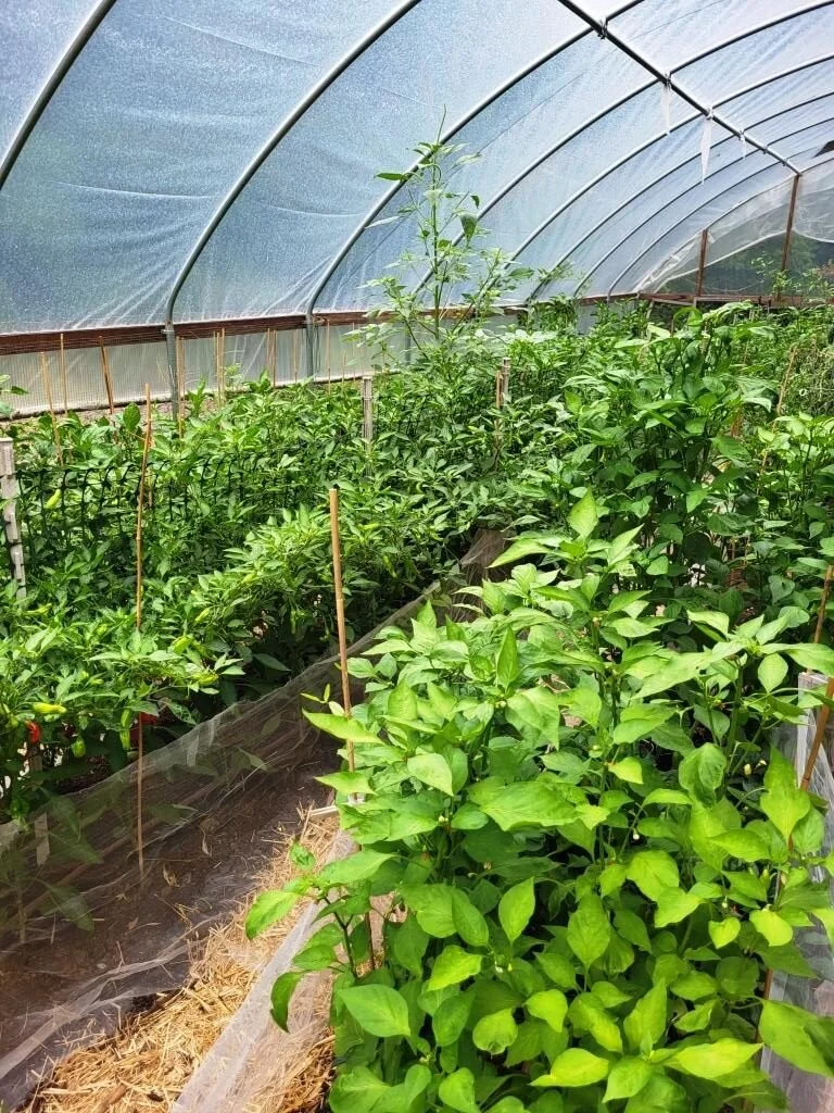 pepper-house-C-rotated.jpg