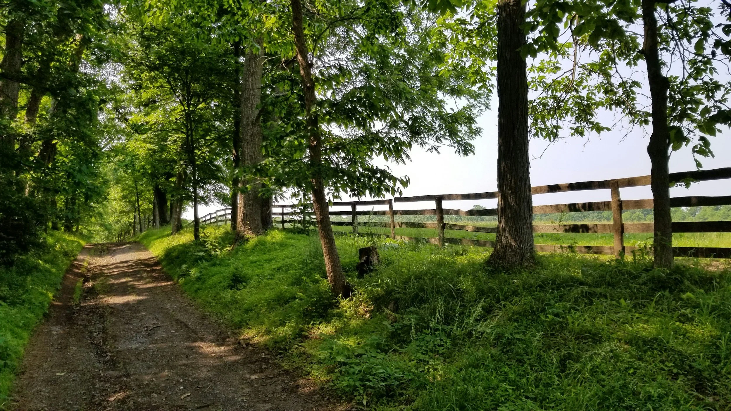 A dirt trail in a lush green forest with tall trees and a wooden fence along the right side. Sunlight filters through the leaves.
