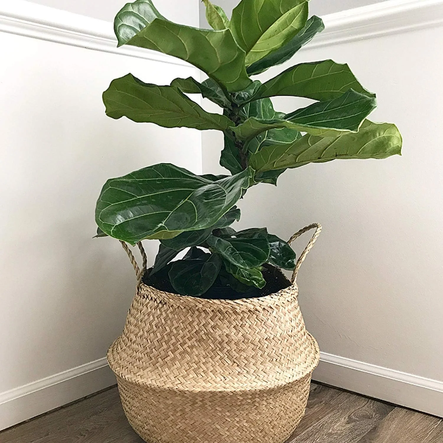 A healthy fiddle leaf fig plant with large green leaves in a woven basket on a wooden floor next to a white wall.