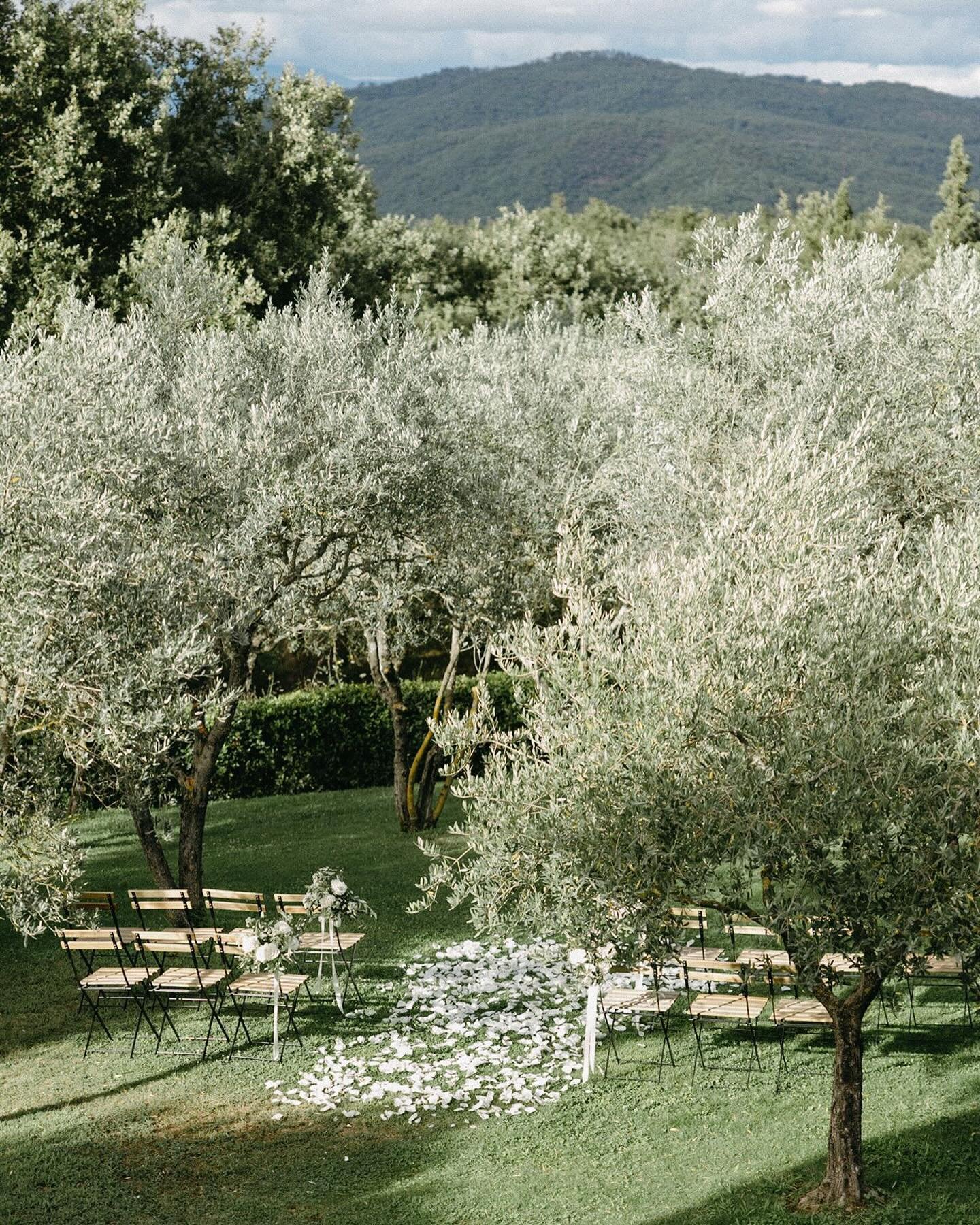 amongst the olive grove for Kelsey &amp; Cameron //