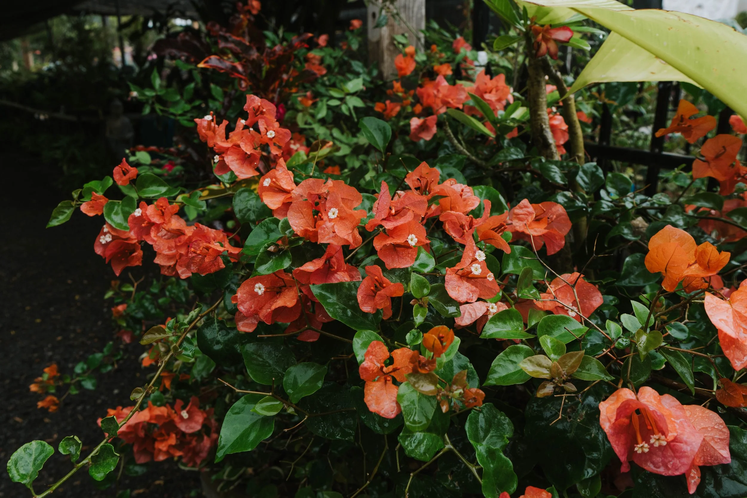 South Maui Gardens The Hidden Oasis Of Kihei south-maui-gardens-the-hidden-oasis-of-kihei