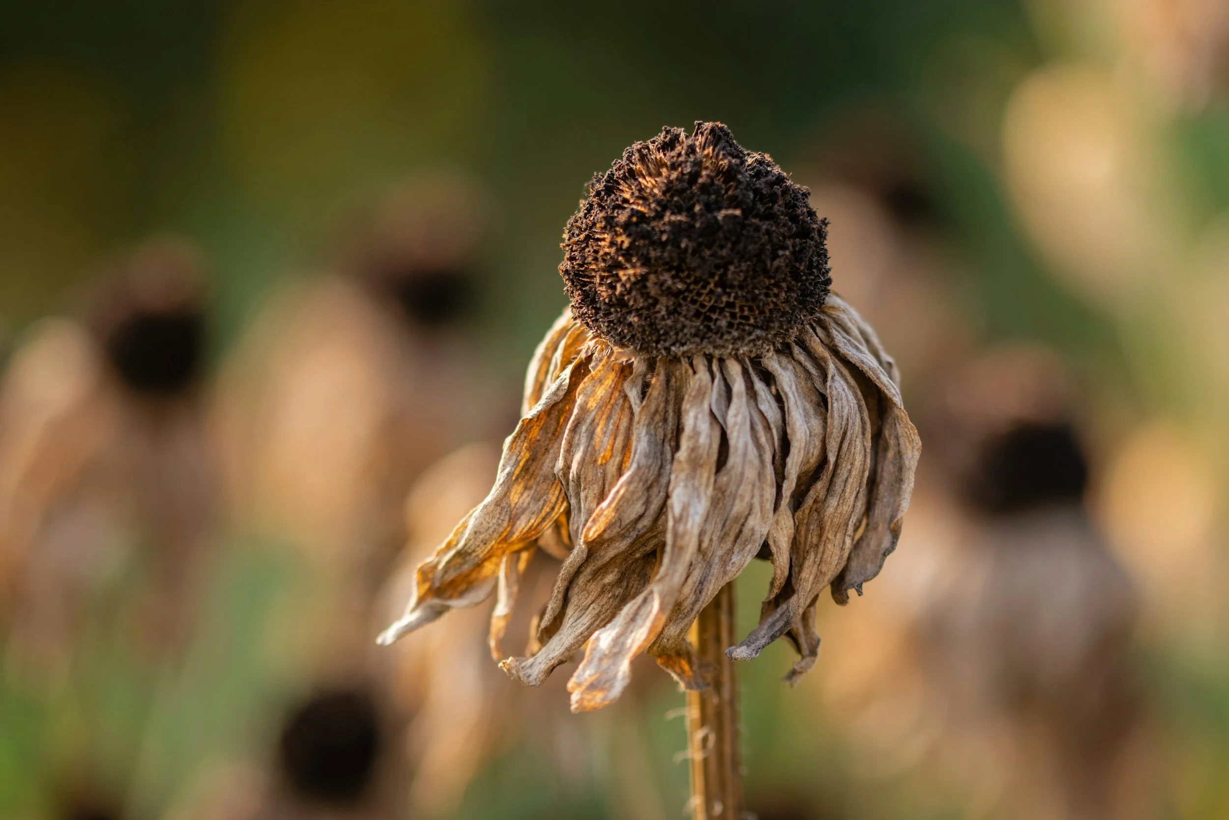 When Heat Rises: Understanding Pitta, Inflammation &amp; the Body’s Signals