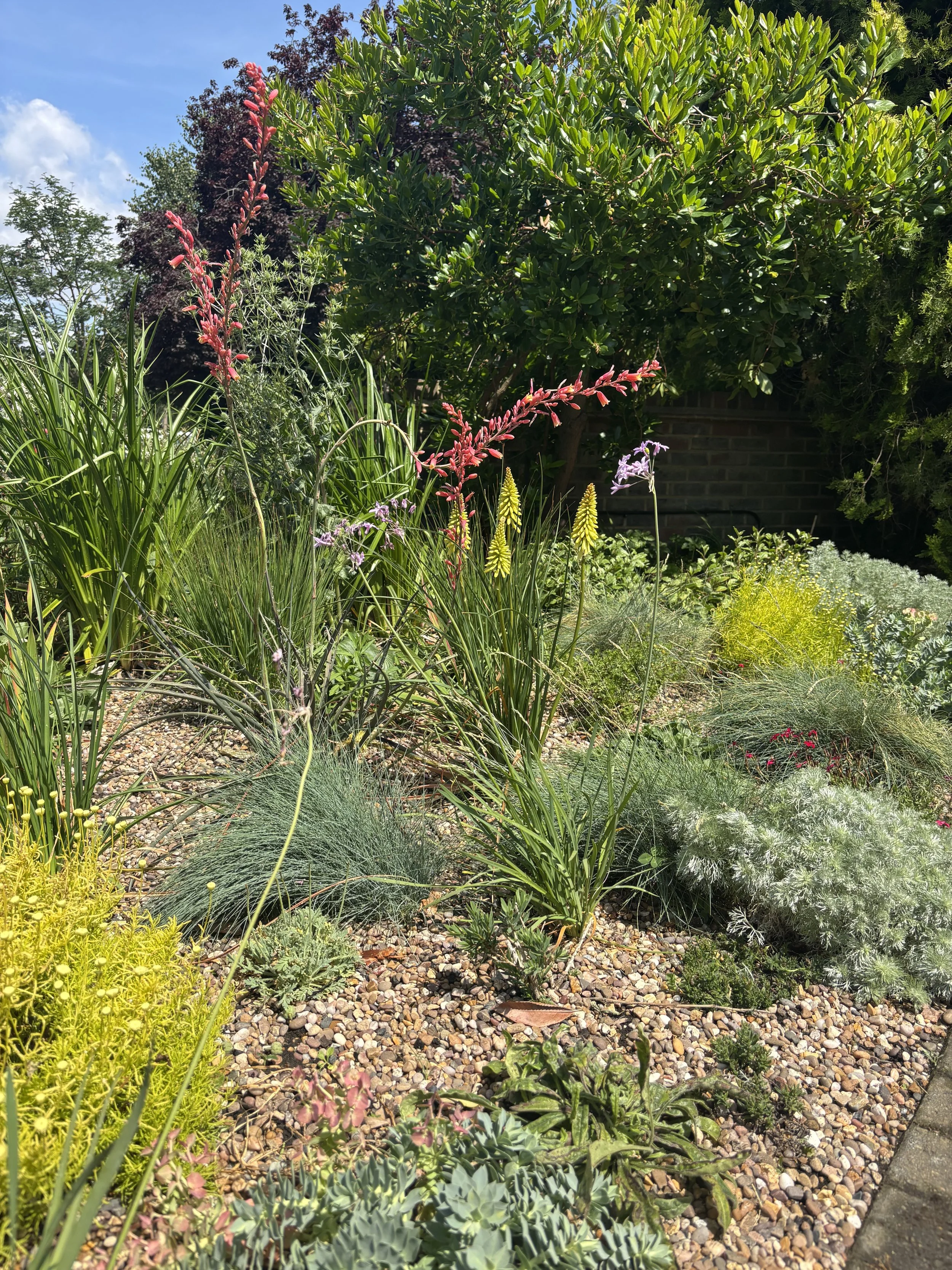 Drought-Resistant Garden