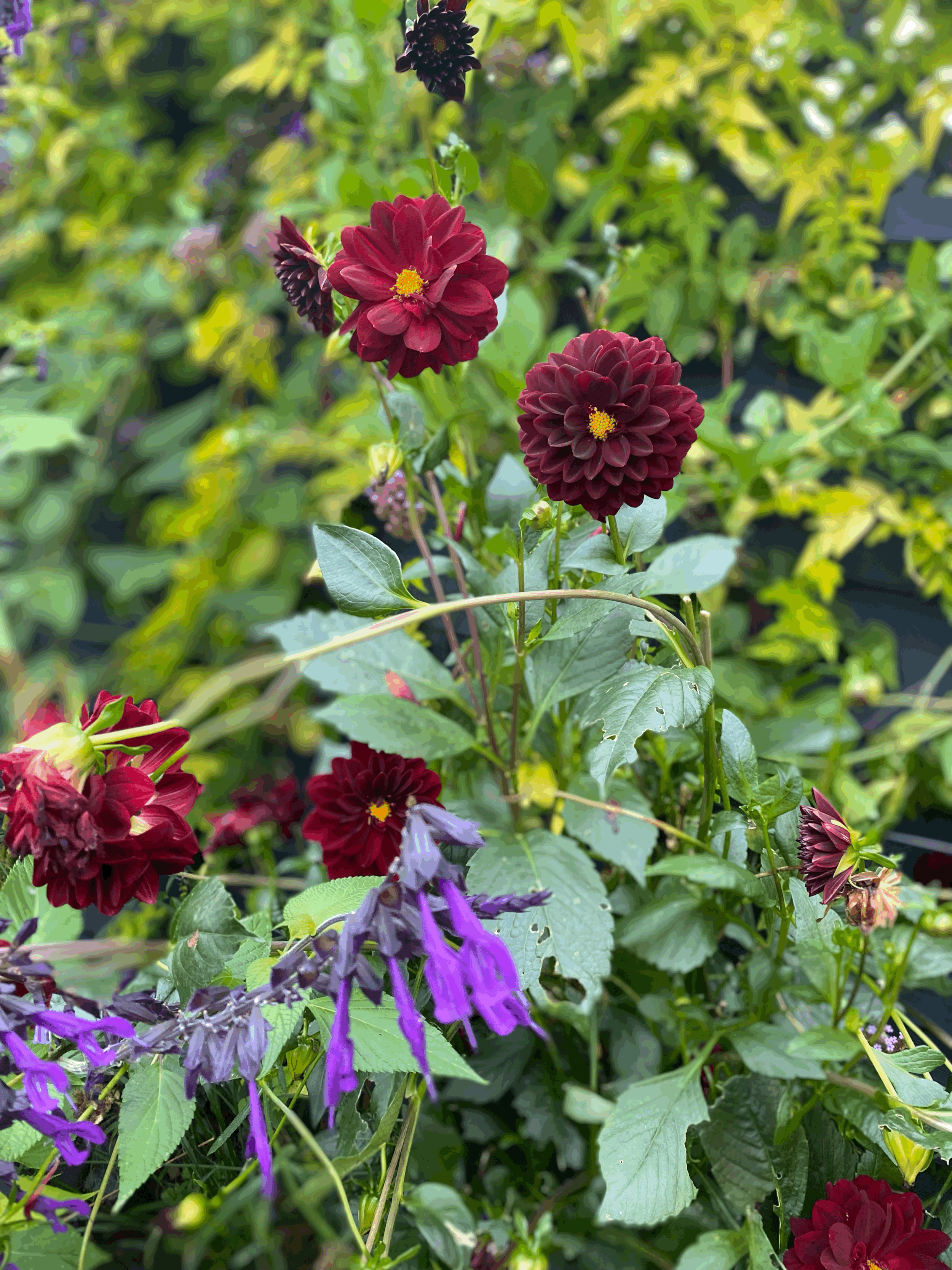 Compact Garden