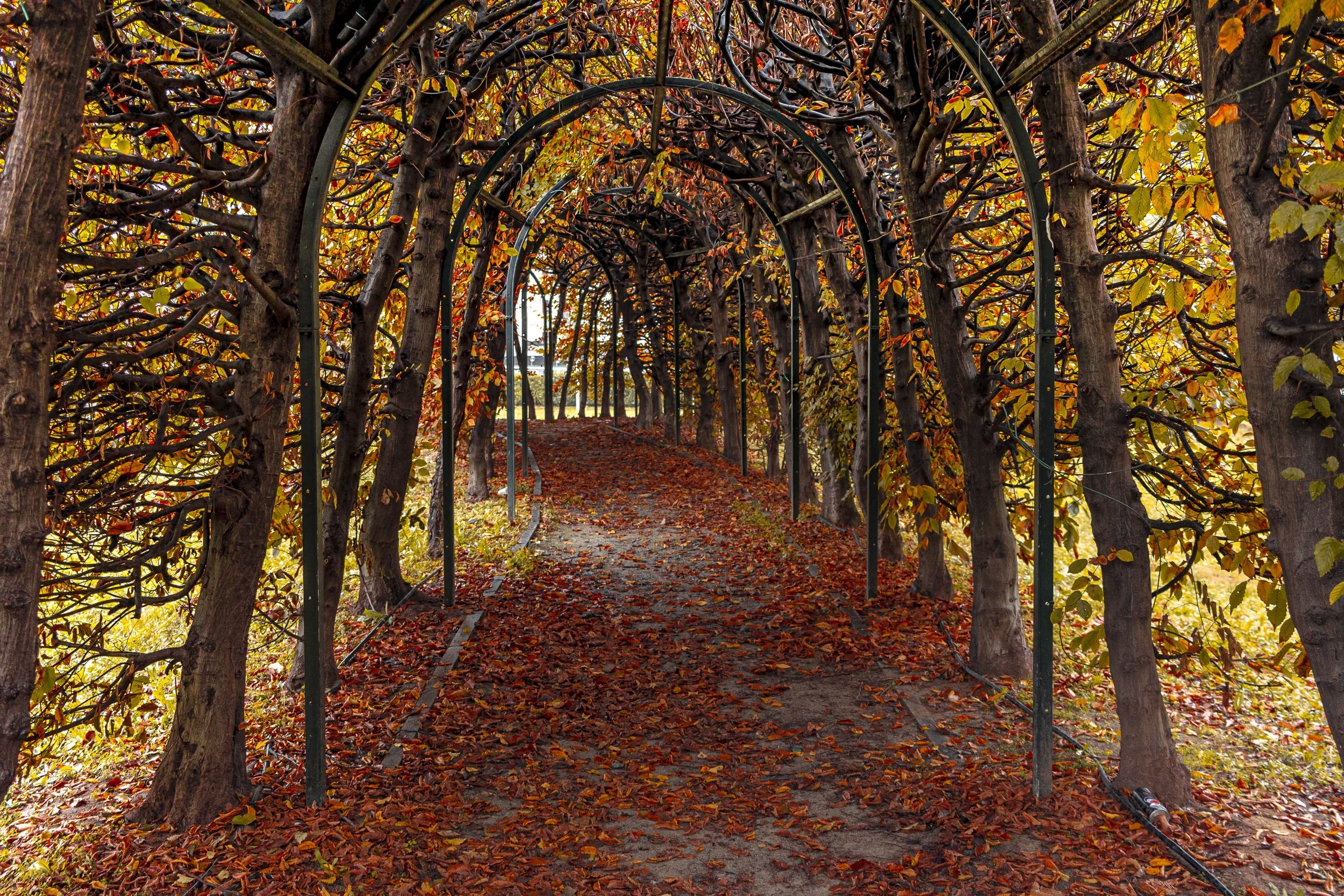 Foliage.jpg