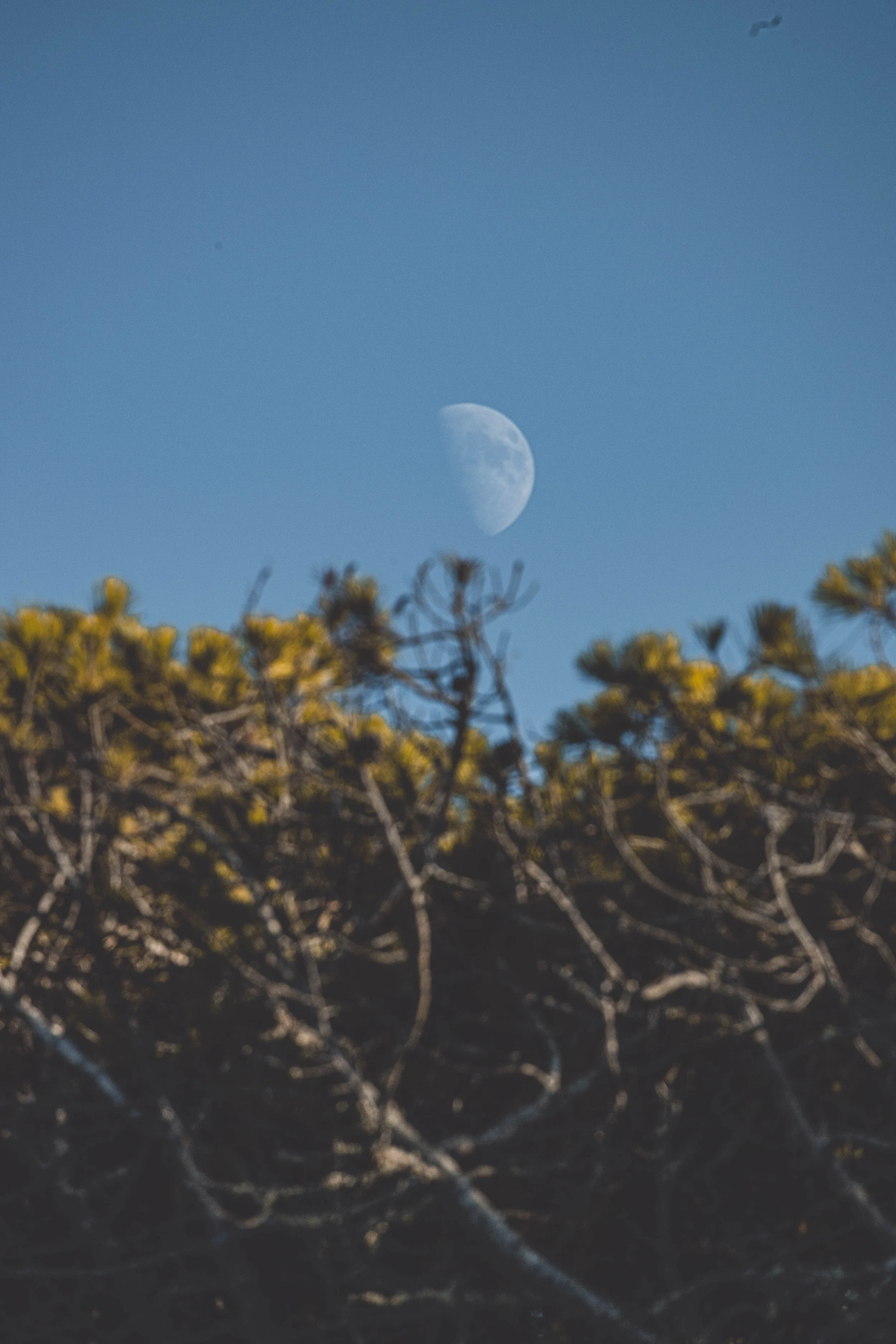 luna 2.jpg