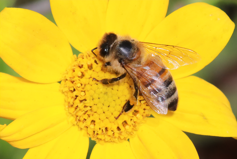 Bee Inspired 