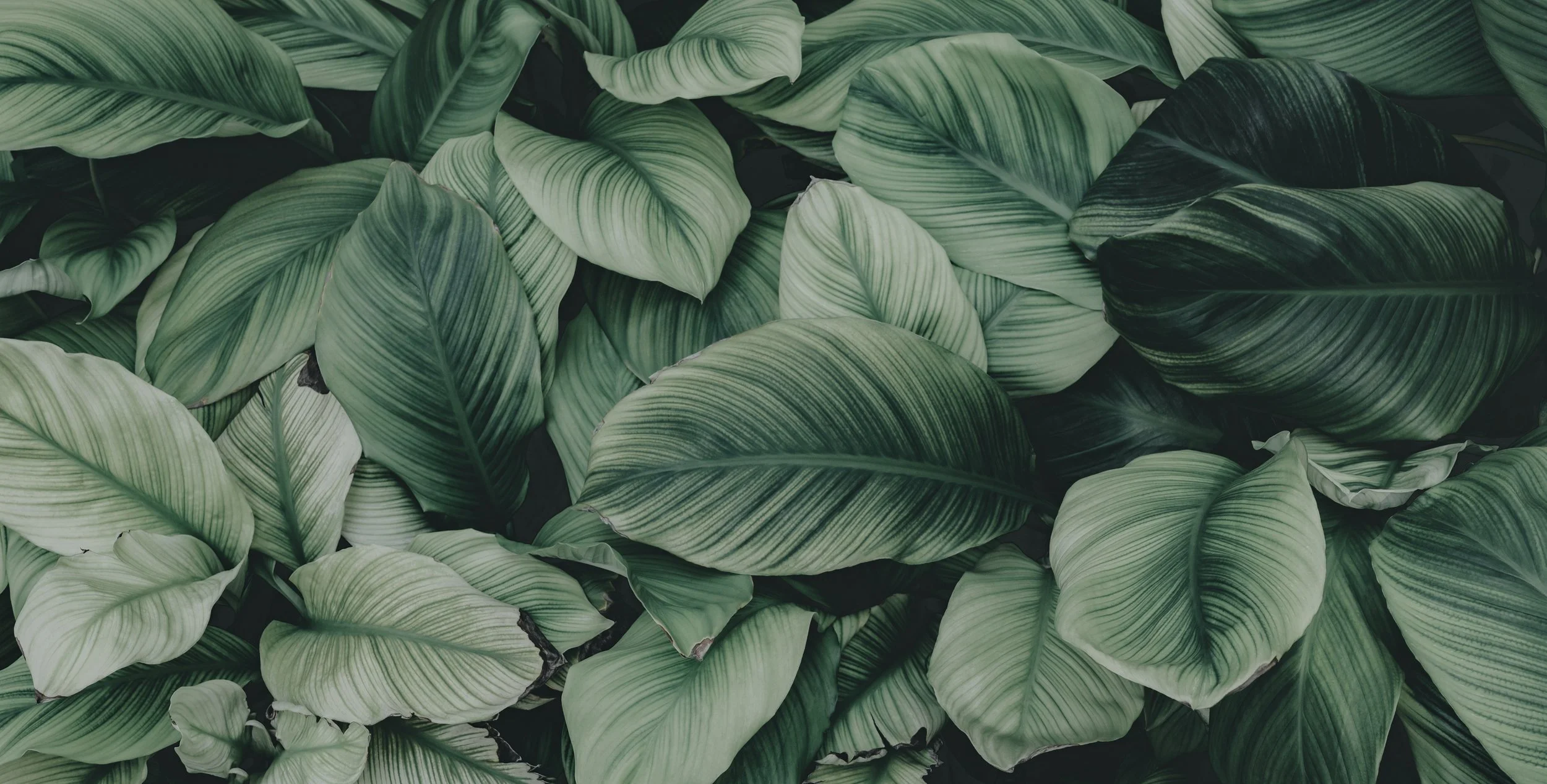 The Power of Positive Thinking for Your Mental Wellness