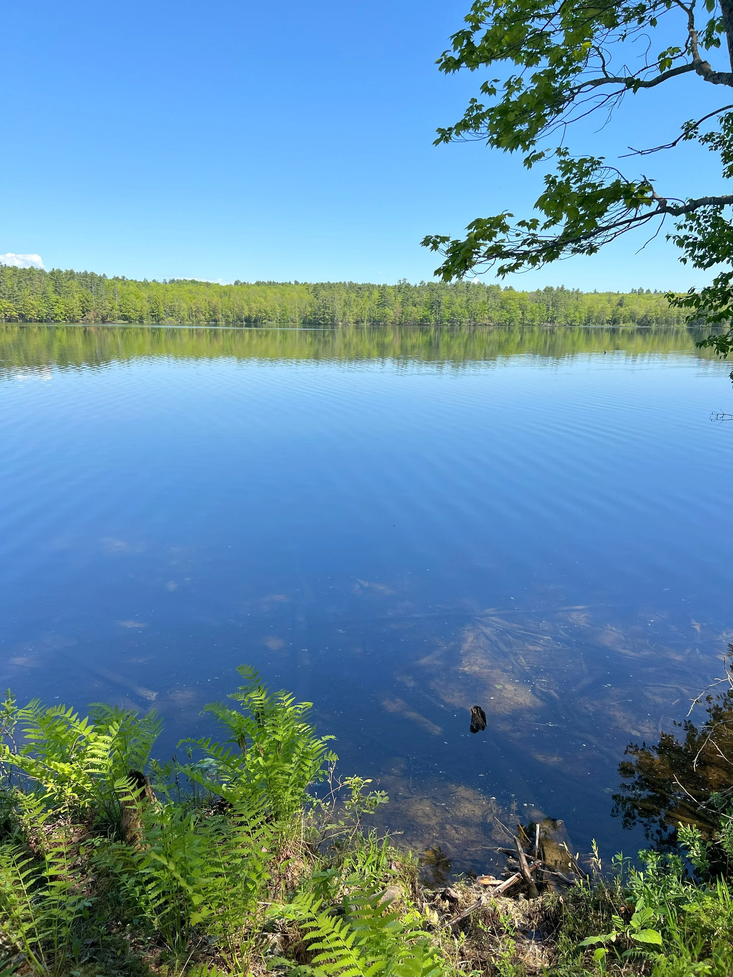 CarltonPond-IMG_0573.jpg