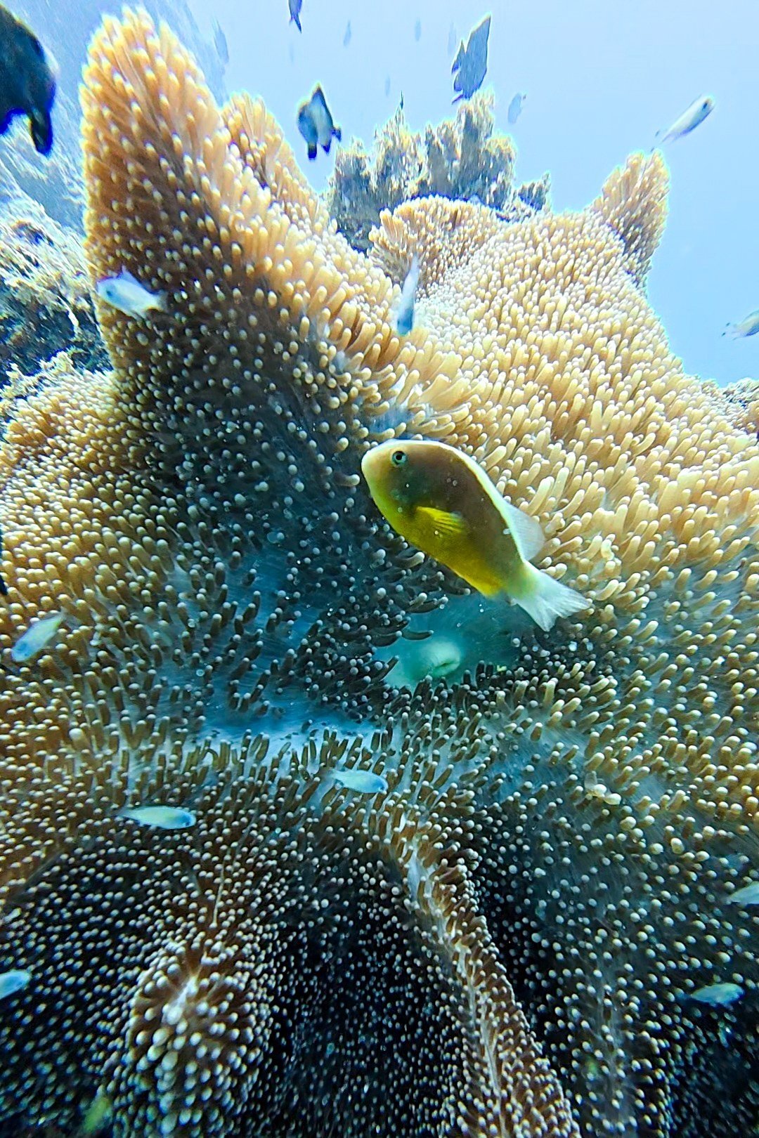 Yellow and blue fish swimming around coral formations at Mnemba Island