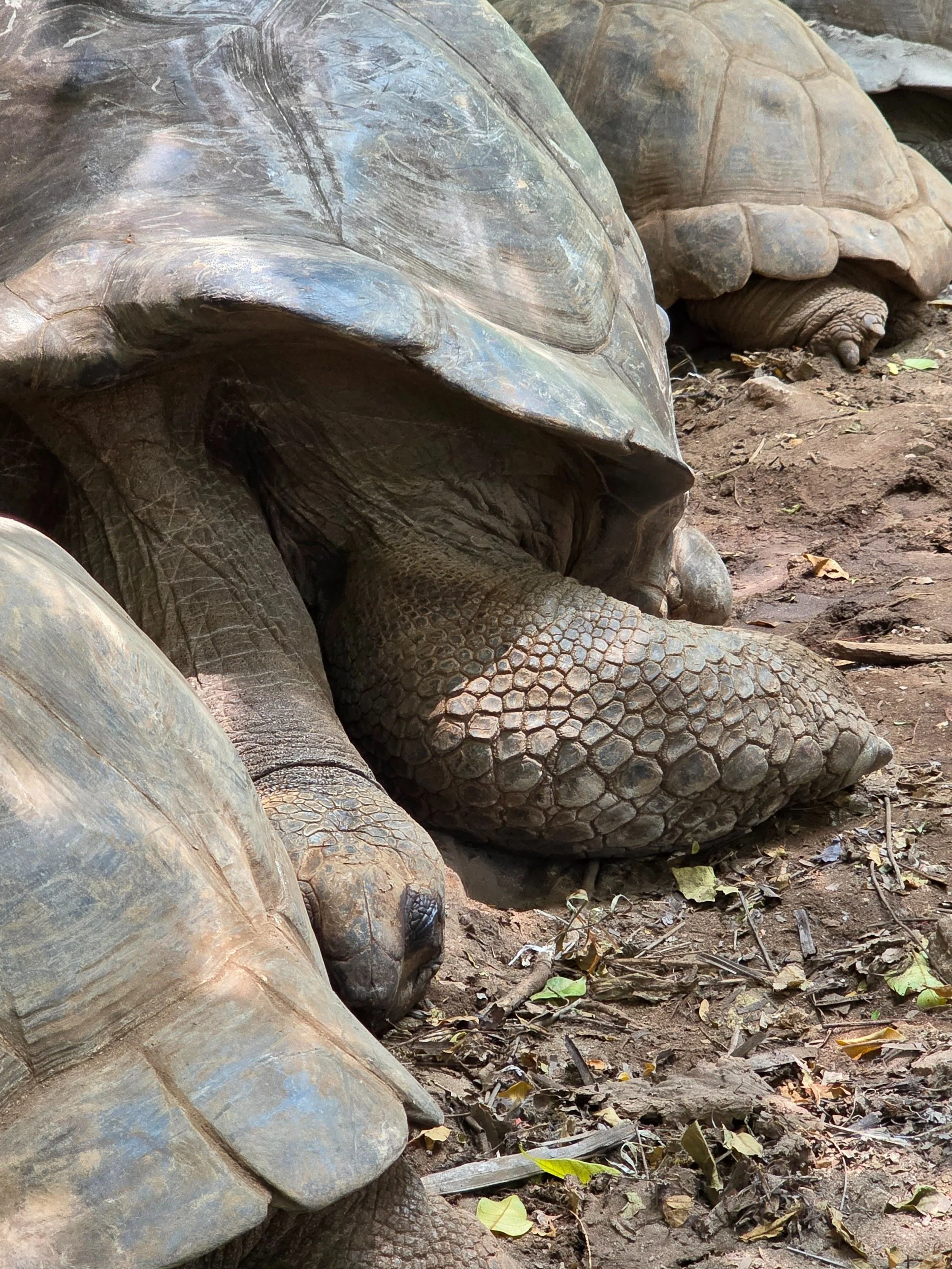 Giant Aldabra tortoises on Prison Island, Zanzibar
