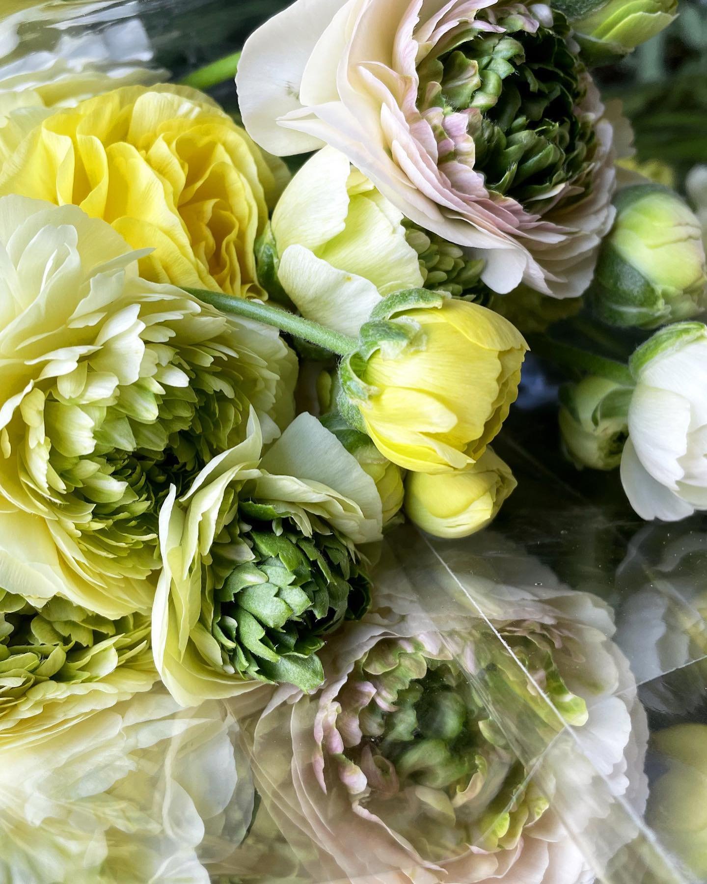 We will be bringing these beautiful ranunculus to @sullingtonmanor tomorrow. The sun is going to shine and the cafe will be open with homemade cakes 

Sullington Manor Farm
Rh20 4RE