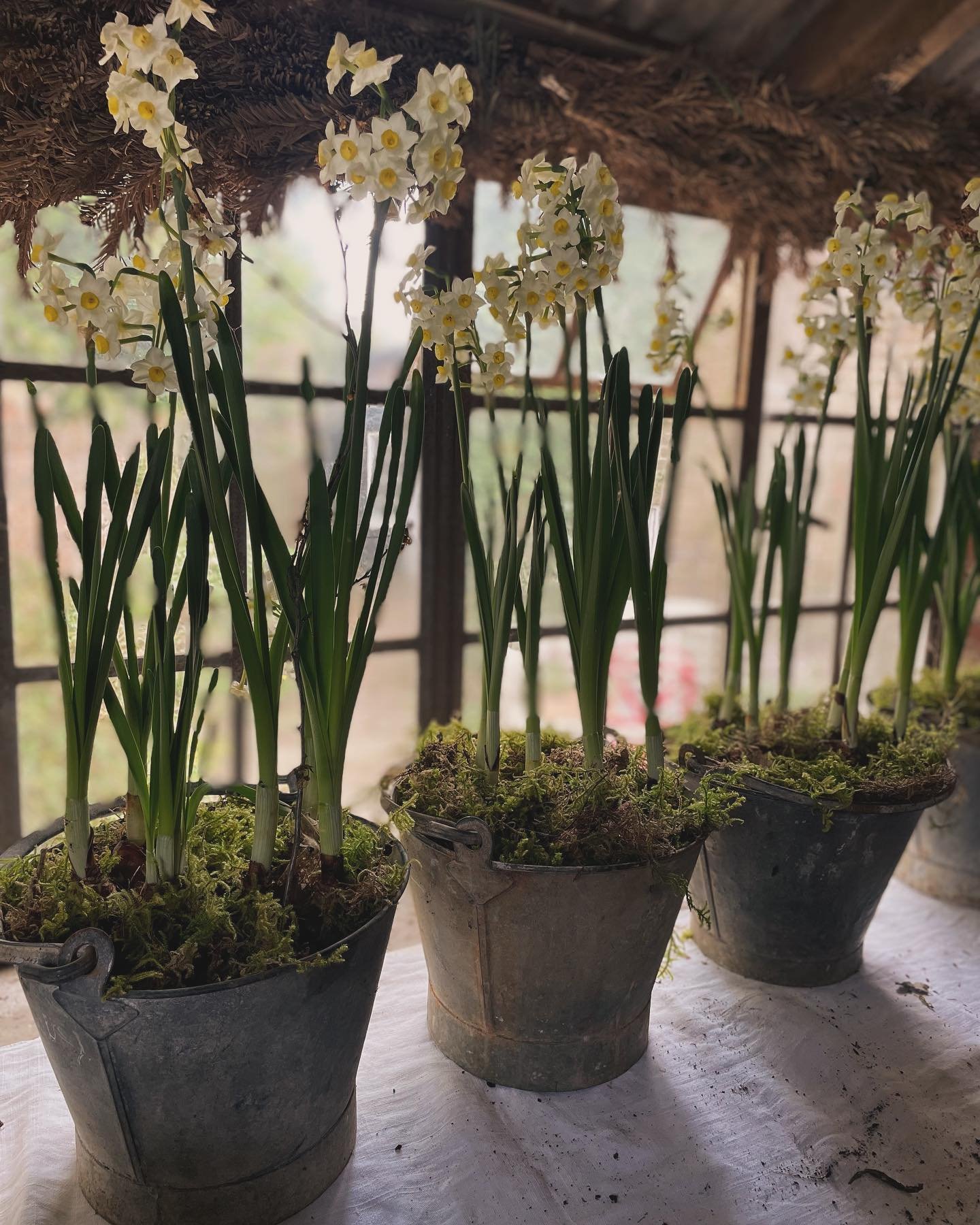So excited to be back in my workshop today!  I&rsquo;m getting ready for the @thecountrybrocante  Spring Fair at The Walled Gardens this Saturday. 

My hands are currently covered in soil; potting up calf buckets, old galvanised &amp; terracotta. It 